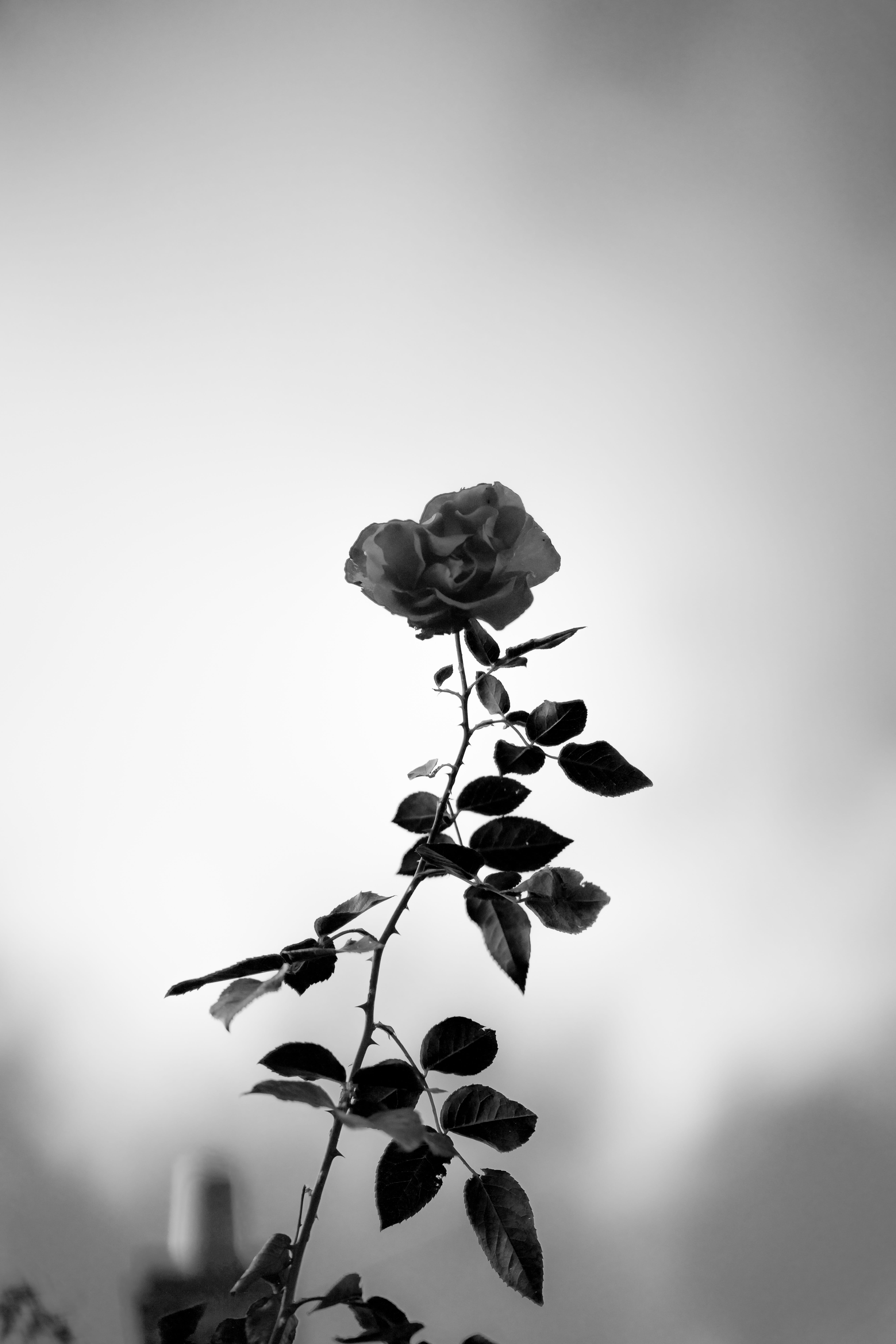 flower head, plant, tranquility, silhouette, day, cambridge, growth, focus on foreground, close-up, countryside, minimal, bnw, sky, freshness, england, Phone HD Wallpaper