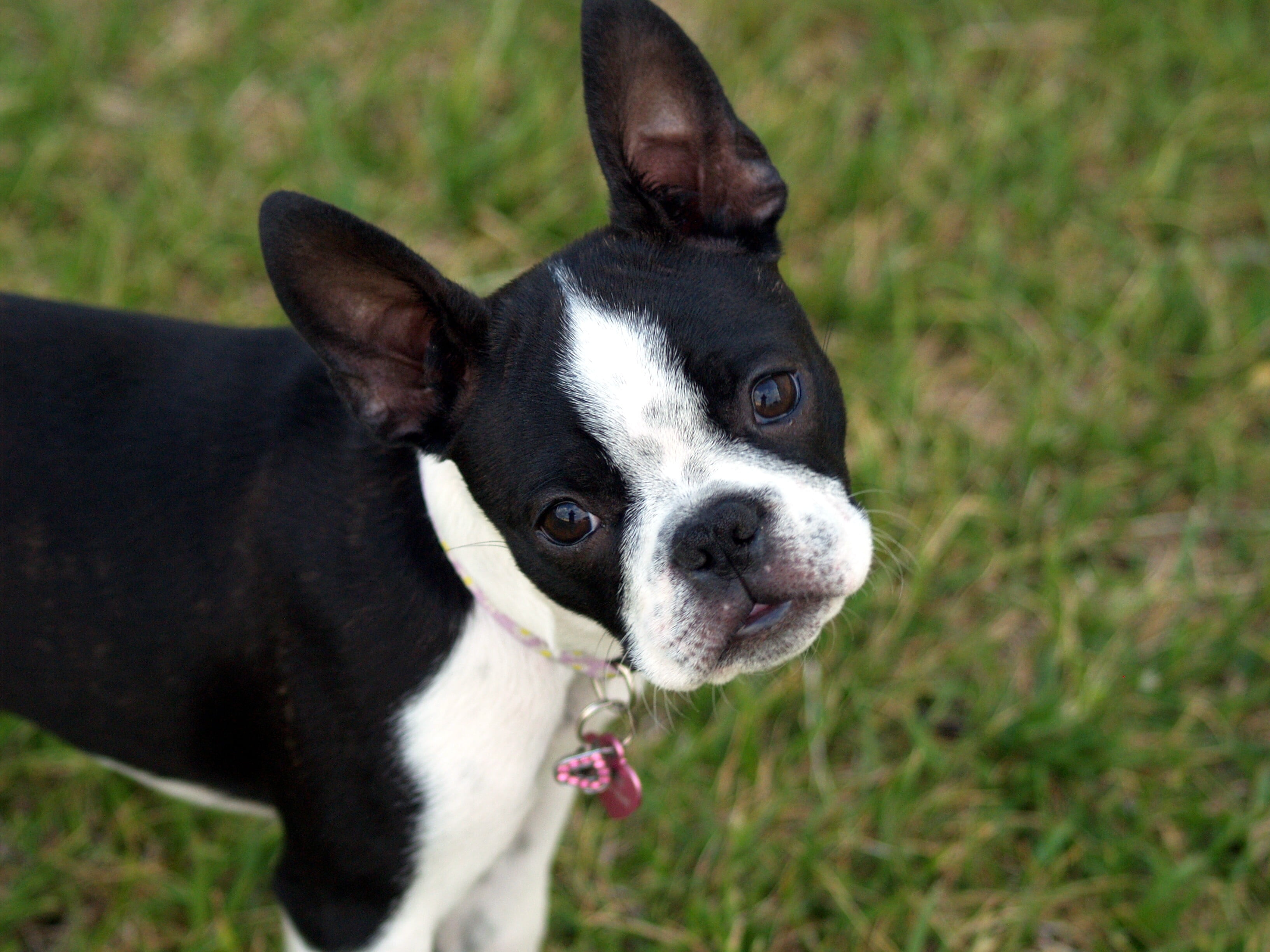 vertebrate, puppy, young Animal, looking at camera, close-up, white, adult, outdoors, one Animal, grass, cute, walk, pet collar, focus on foreground, no People, HD Wallpaper