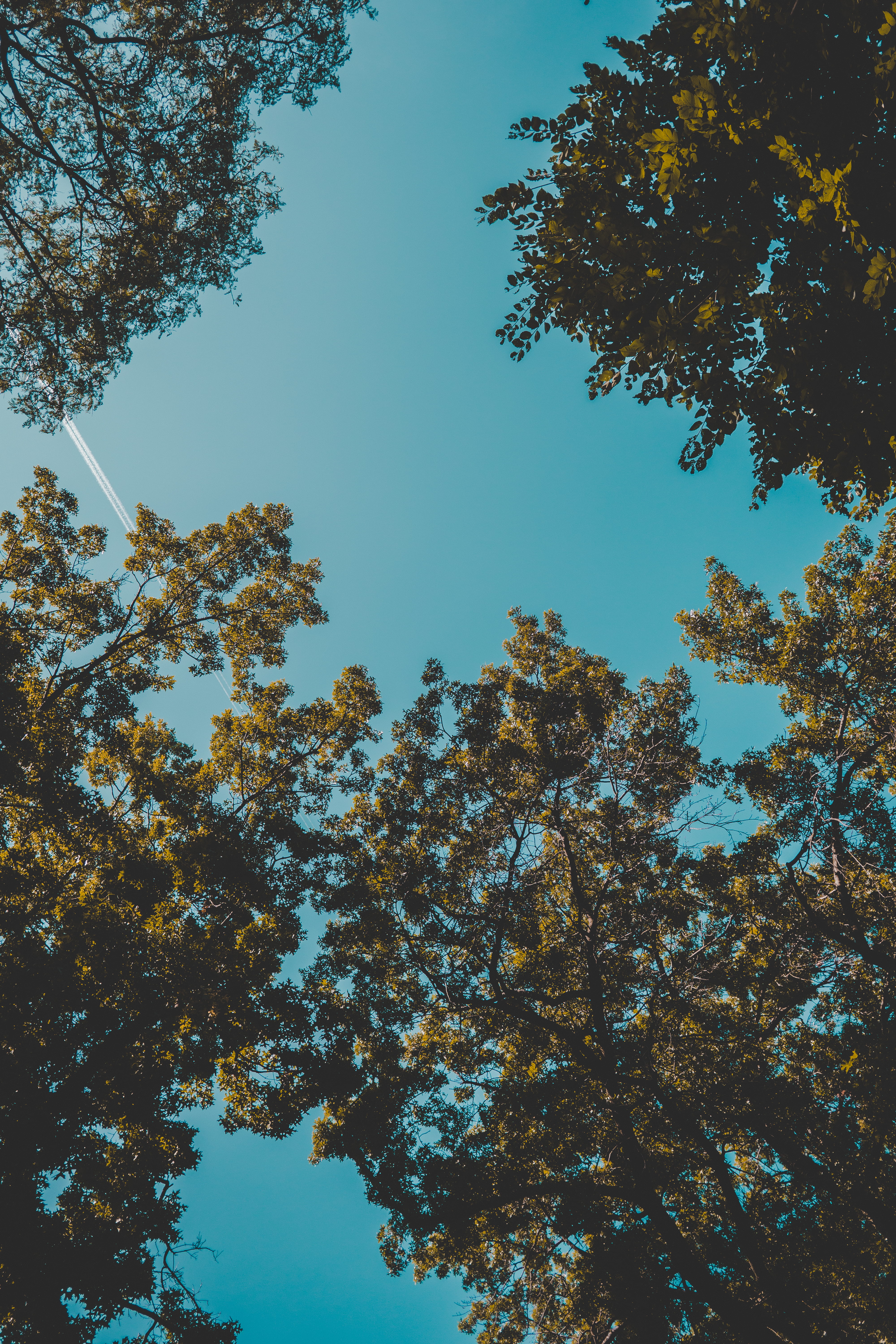 forest, clear sky, outdoors, tree canopy, plant, harvard university, branch, idyllic, boston, growth, leaf, tranquility, high, plant part, sky, nature, Phone HD Wallpaper