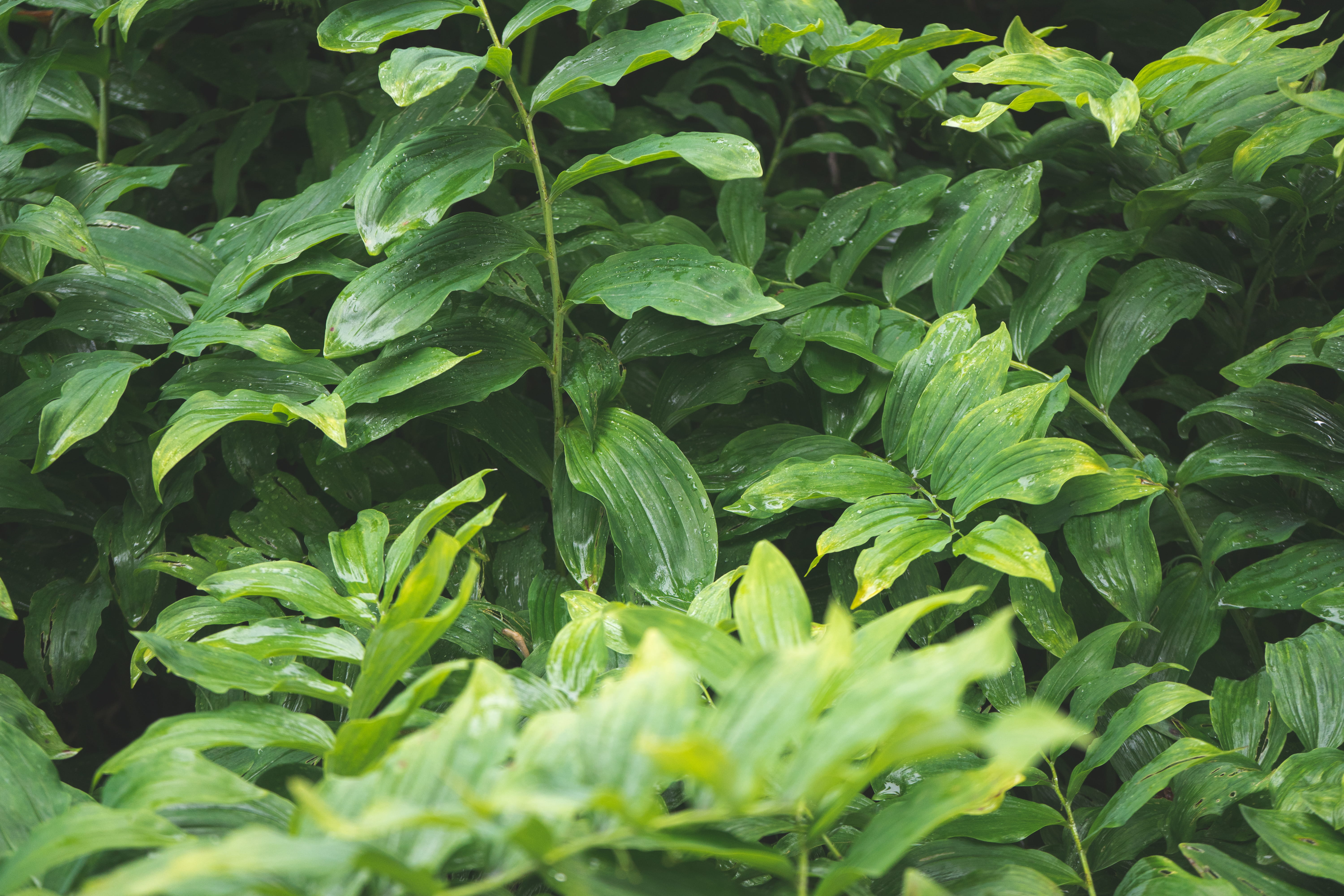 day, plants, full frame, foliage, cambridge, growth, united states, rain, herb, growing, grow, leafs, nature, high angle view, green color, outdoors, plant, HD Wallpaper