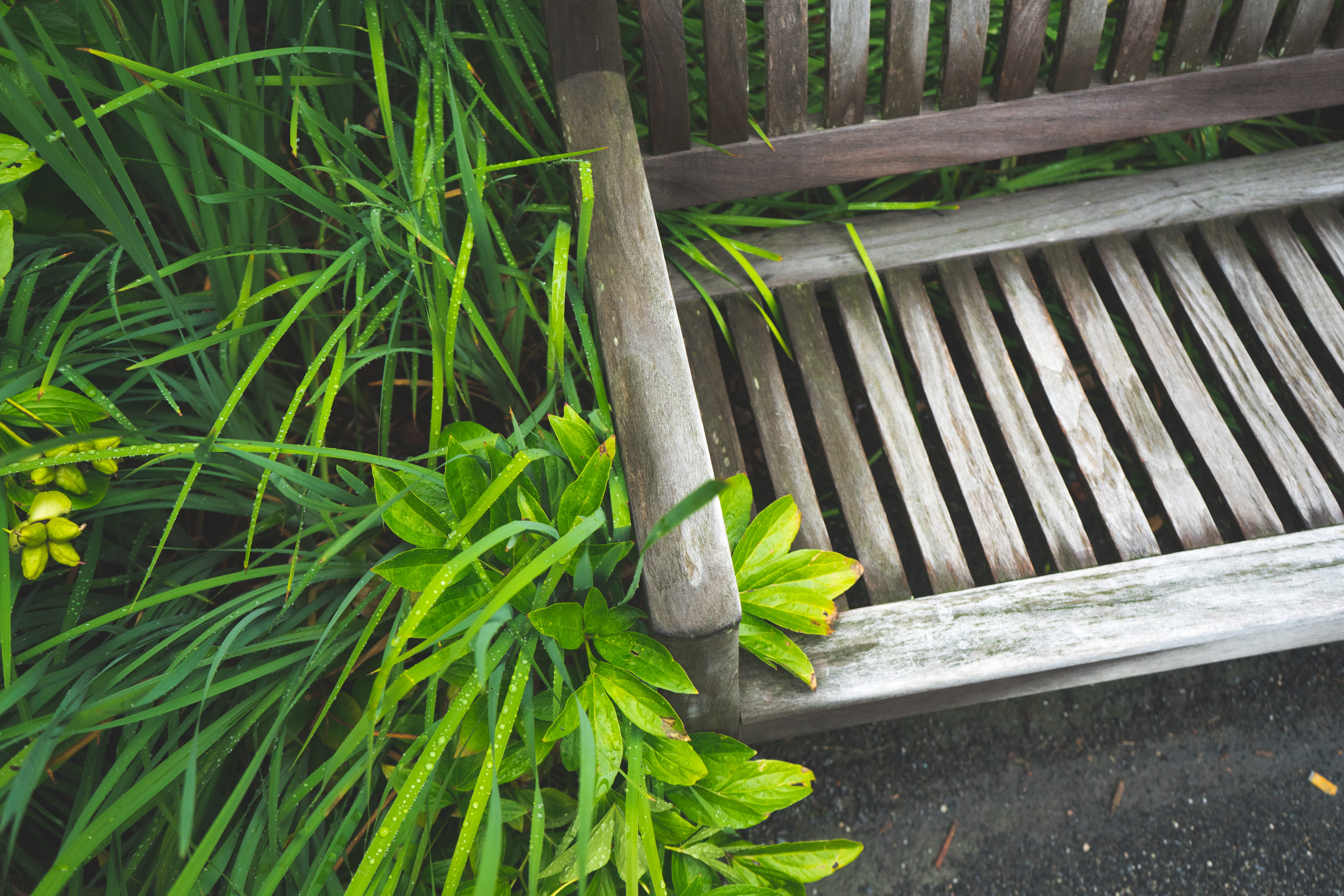 adventure, relax, cambridge, leafs, beauty in nature, growth, mindfullness, green color, high angle view, wood, boundary, sit, bench, meditation, united states, HD Wallpaper