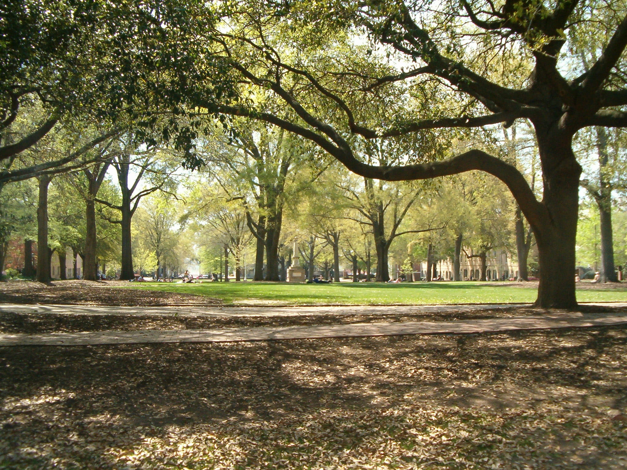 treelined, landscape, photos, university, city, tree, forest, travel destinations, no people, south, leaf, University of South Carolina, land, season, branch, HD Wallpaper