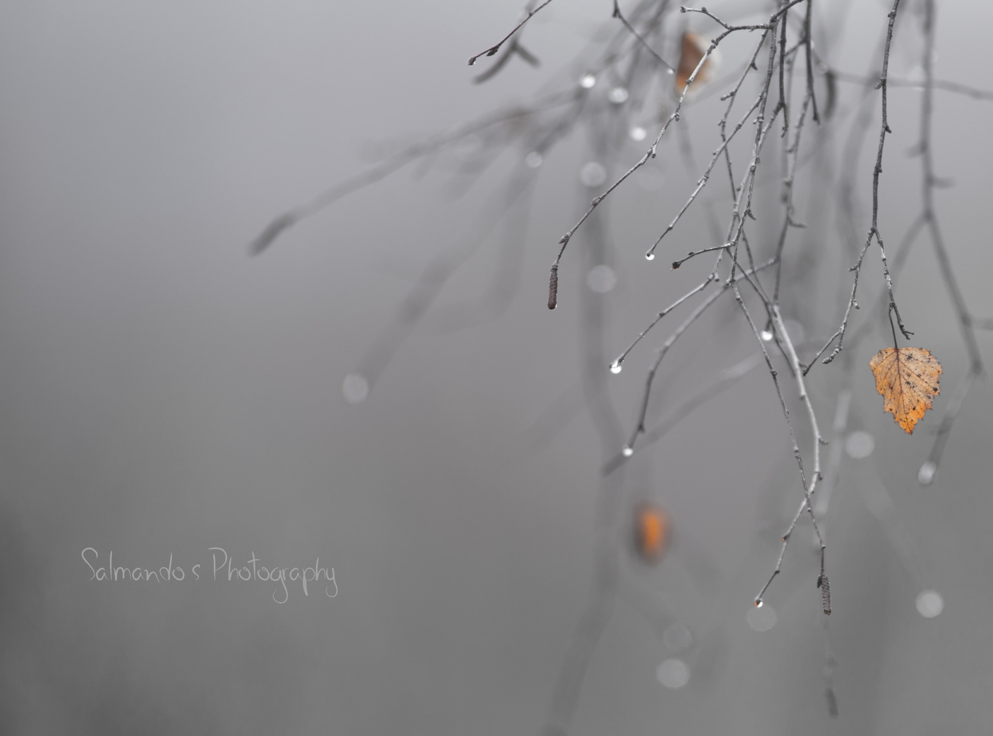 nature, twig, Drops, Gray, Leaves, beauty in nature, no people, Water, outdoors, plant, selective focus, day, Macro, 2K, close-up, tree, drop, Branch, HD Wallpaper