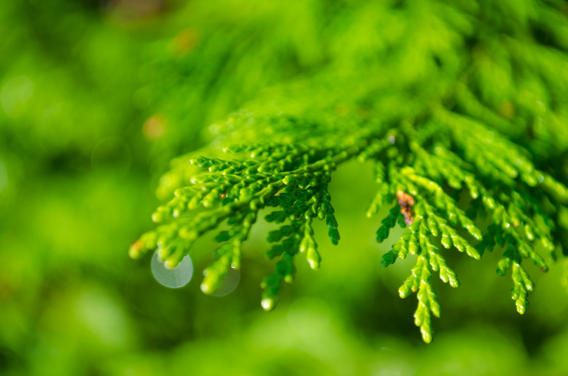 selective focus, siberian, raindrop, pinus, rain, summer, drop, no people, macro, fur-tree, fir tree, leaf, fir-tree, animal, coniferous, animal wildlife, HD Wallpaper