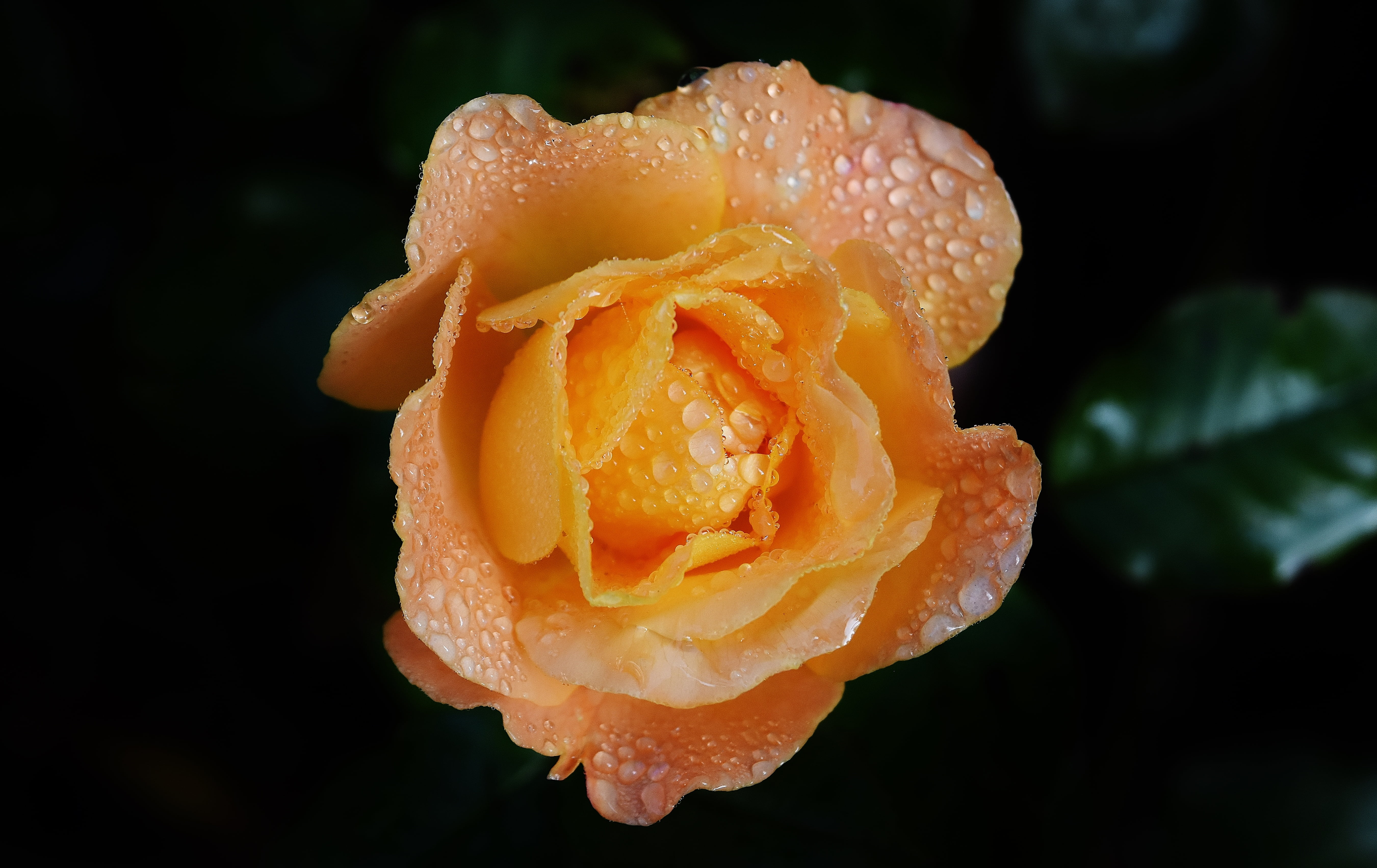 focus, orange, flower, rose bloom, green, drop of water, freshness, color, flower head, blossom, bloom, dewdrop, wet, photography, petal, flowering plant, HD Wallpaper