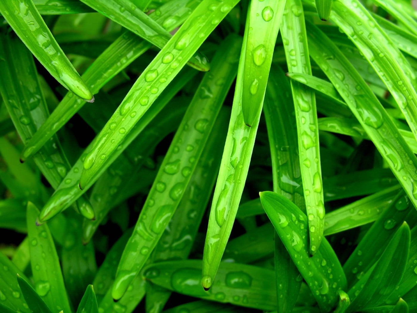 no people, plants, photography, water, leaf, wet, freshness, raindrop, full frame, grass, food and drink, water drops, food, plant, backgrounds, growth, HD Wallpaper
