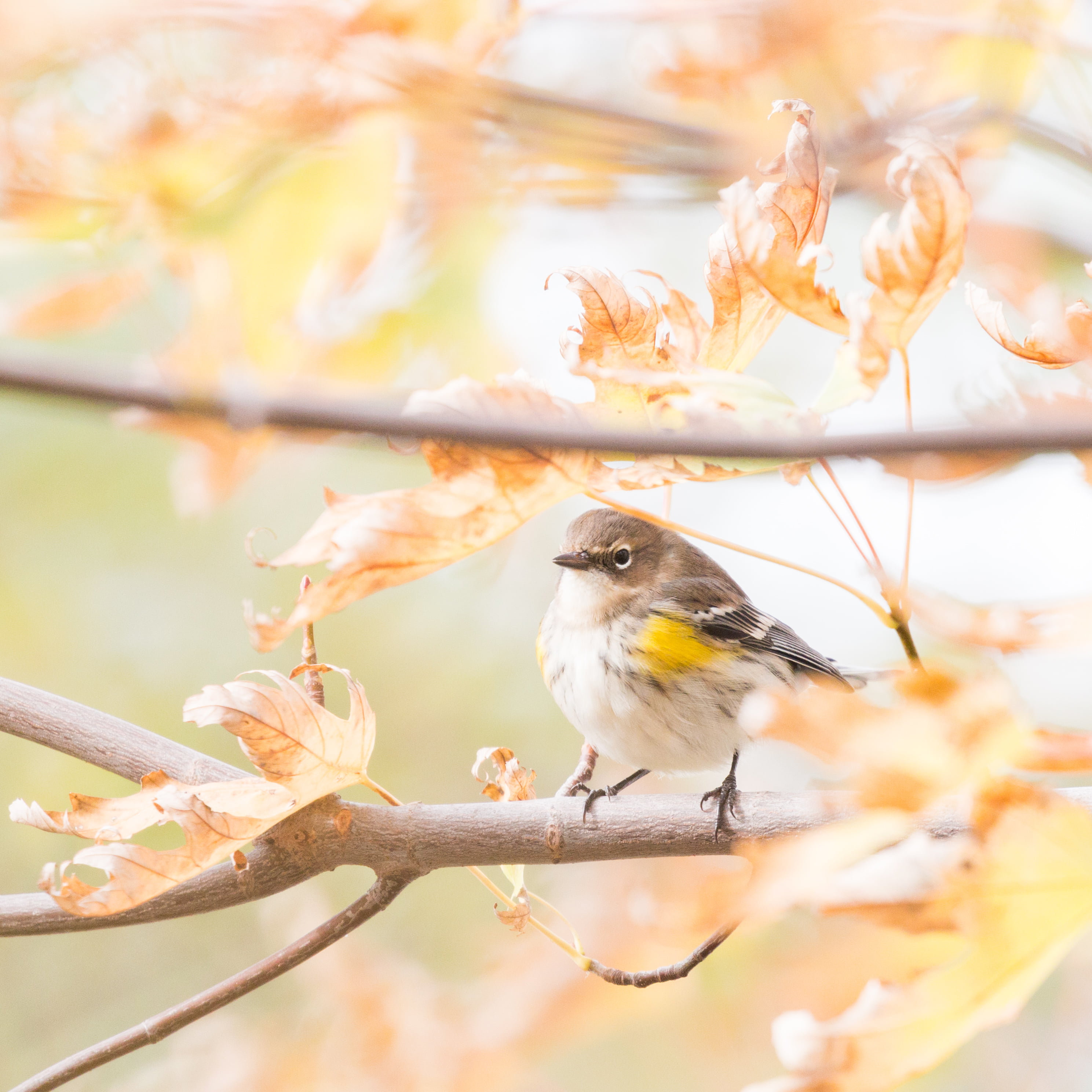 nature, Parulidae, Cambridge  Massachusetts, 2K, warbler, Metazoa, Chordata, Passeriformes, tree branch, Fall, Myrtle Warbler, chordate, Dendroica coronata, Phone HD Wallpaper