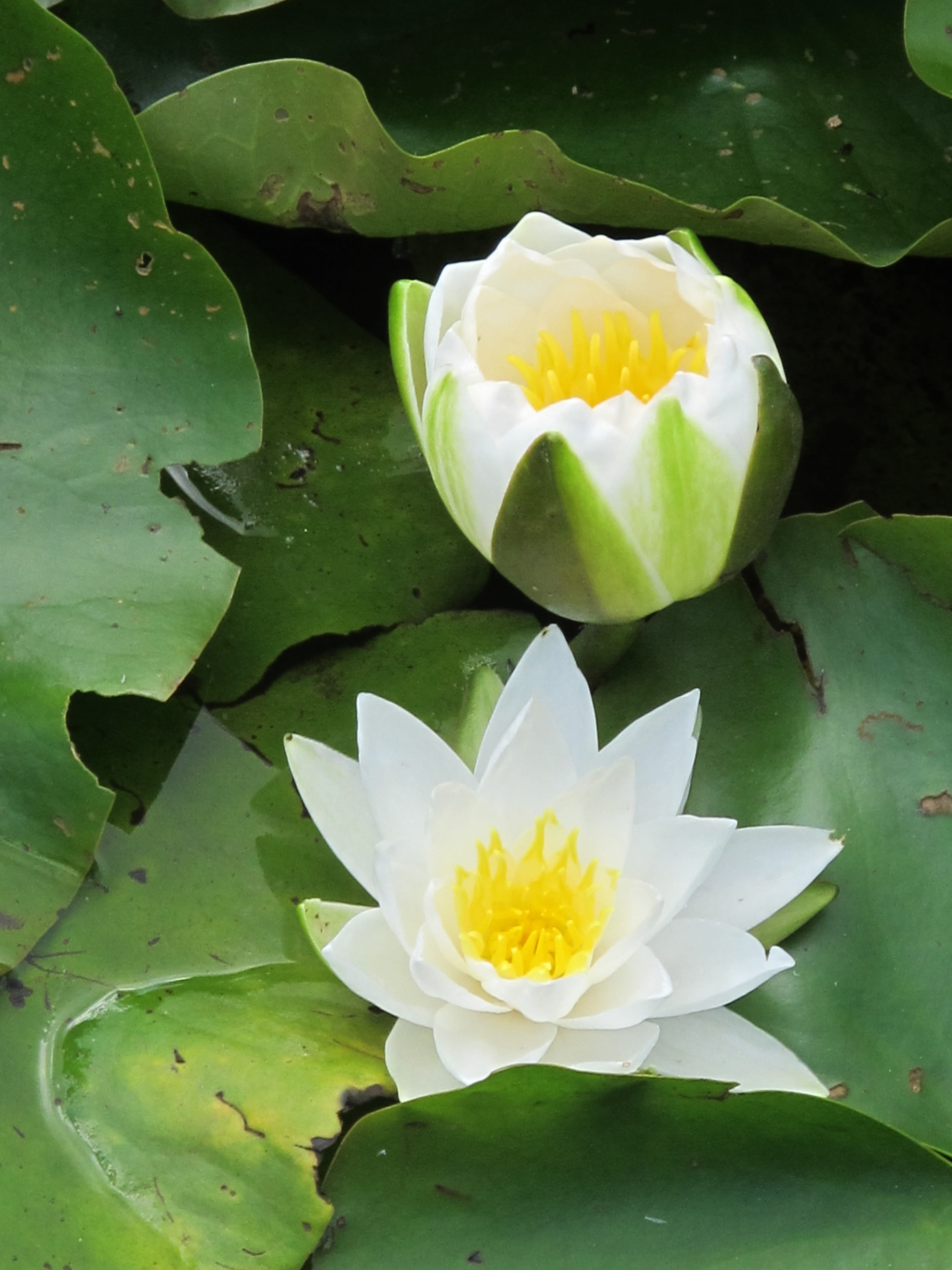 flower, outdoors, growth, white lily, cambridge, freshness, floating on water, lotus water lily, yellow, pond, flowering, fragility, 2K, green color, water lily, Phone HD Wallpaper