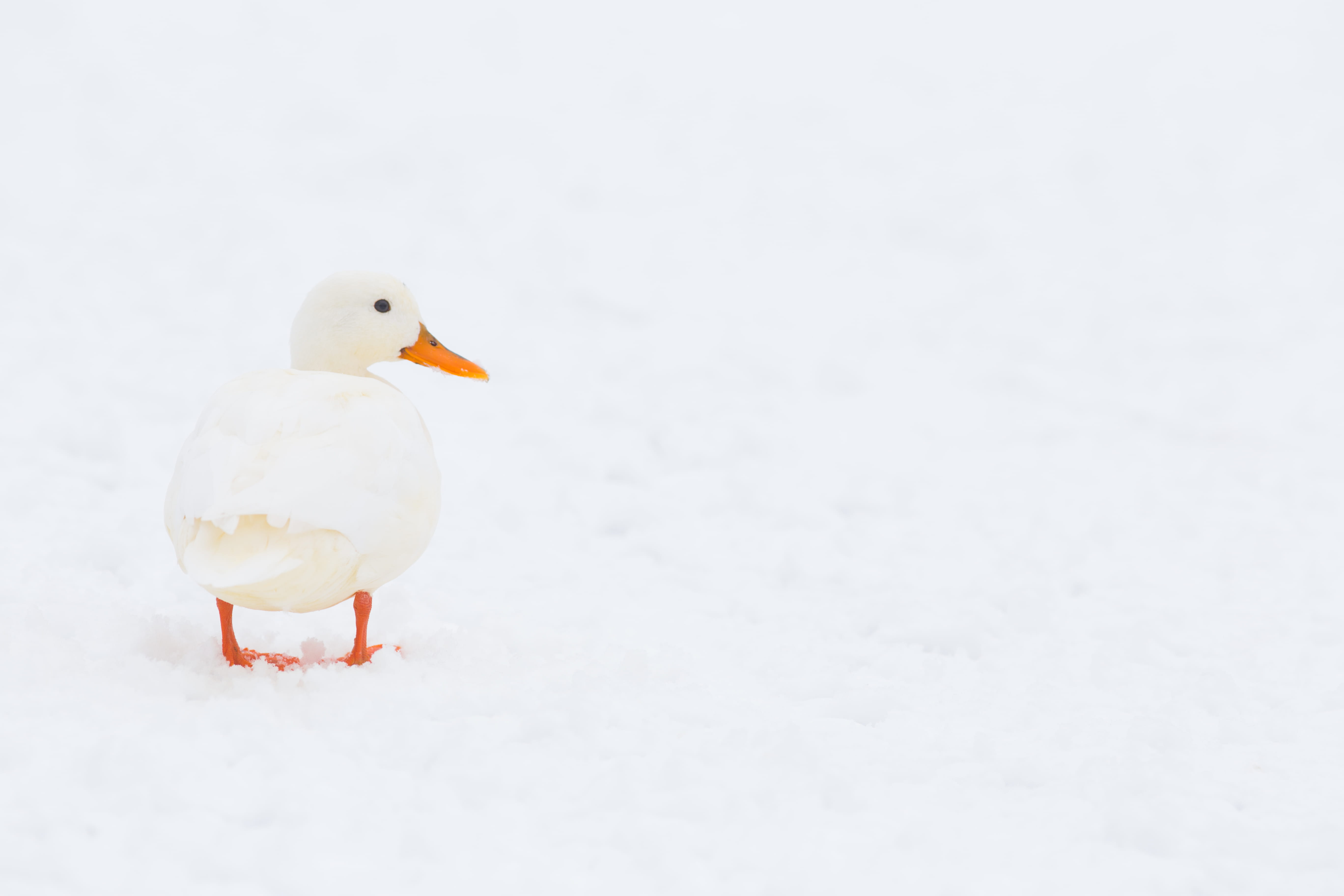 animal themes, duck, animal, poultry, 5K, winter, goose, cold temperature, teal, beak, beauty in nature, cambridge, animals in the wild, uk, copy space, HD Wallpaper