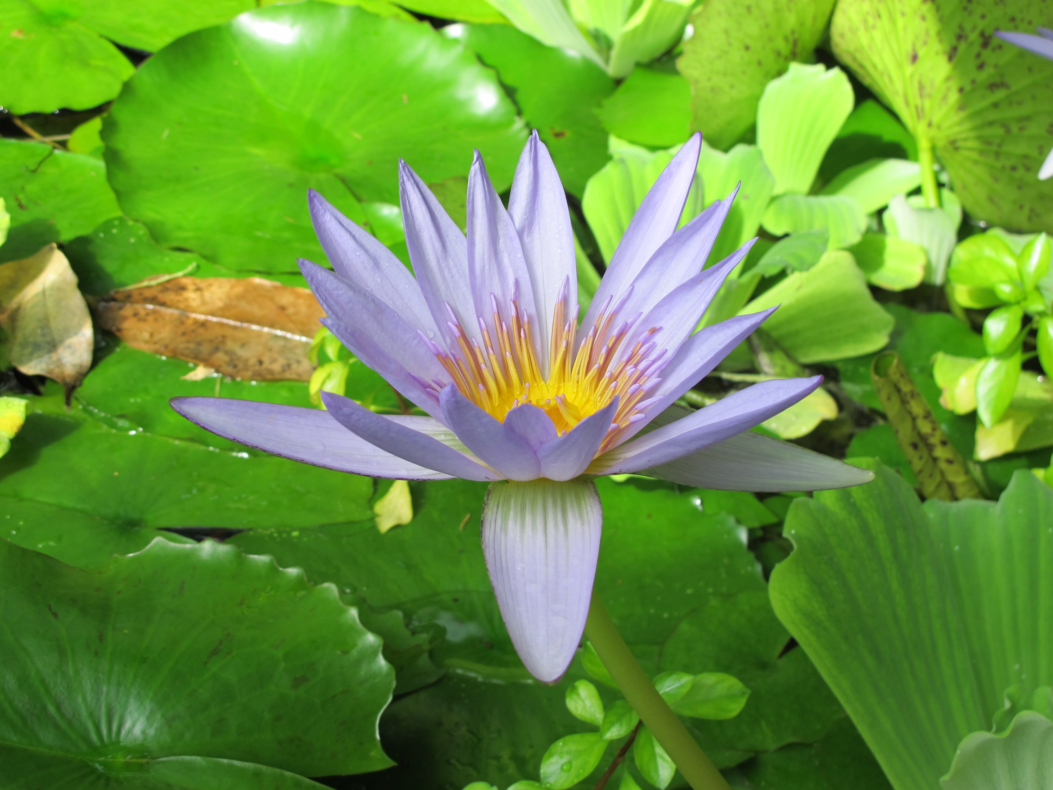 no people, pollen, beauty in nature, freshness, nature, plant part, flower head, cambridge, growth, botanic garden, uk, vulnerability, flowering, lotus water lily, HD Wallpaper