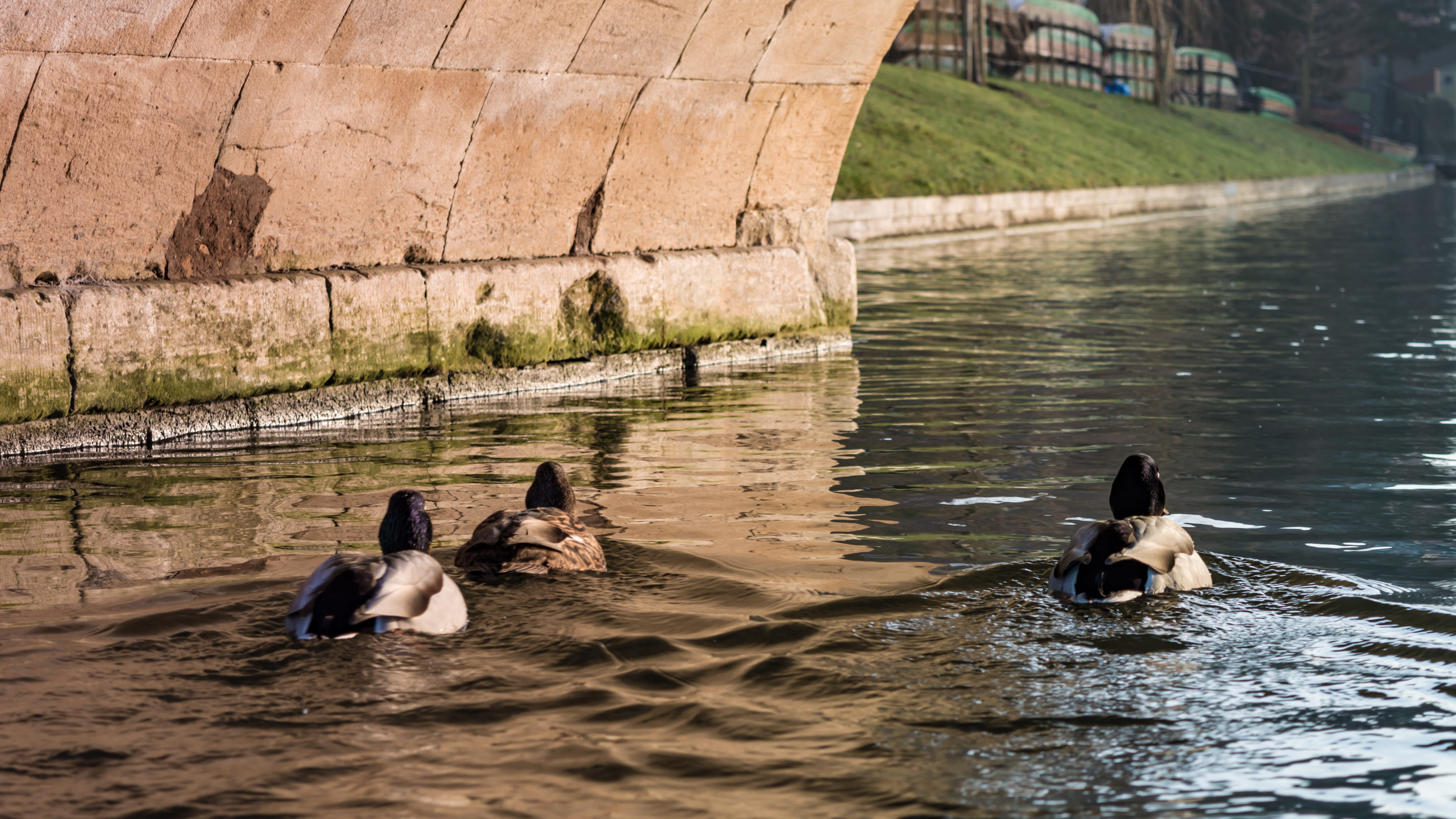 animal themes, united kingdom, cambridge, lake, water bird, ducks of cambridge, duck, sunset, animals in the wild, bridge, university, swim, waterfront, HD Wallpaper