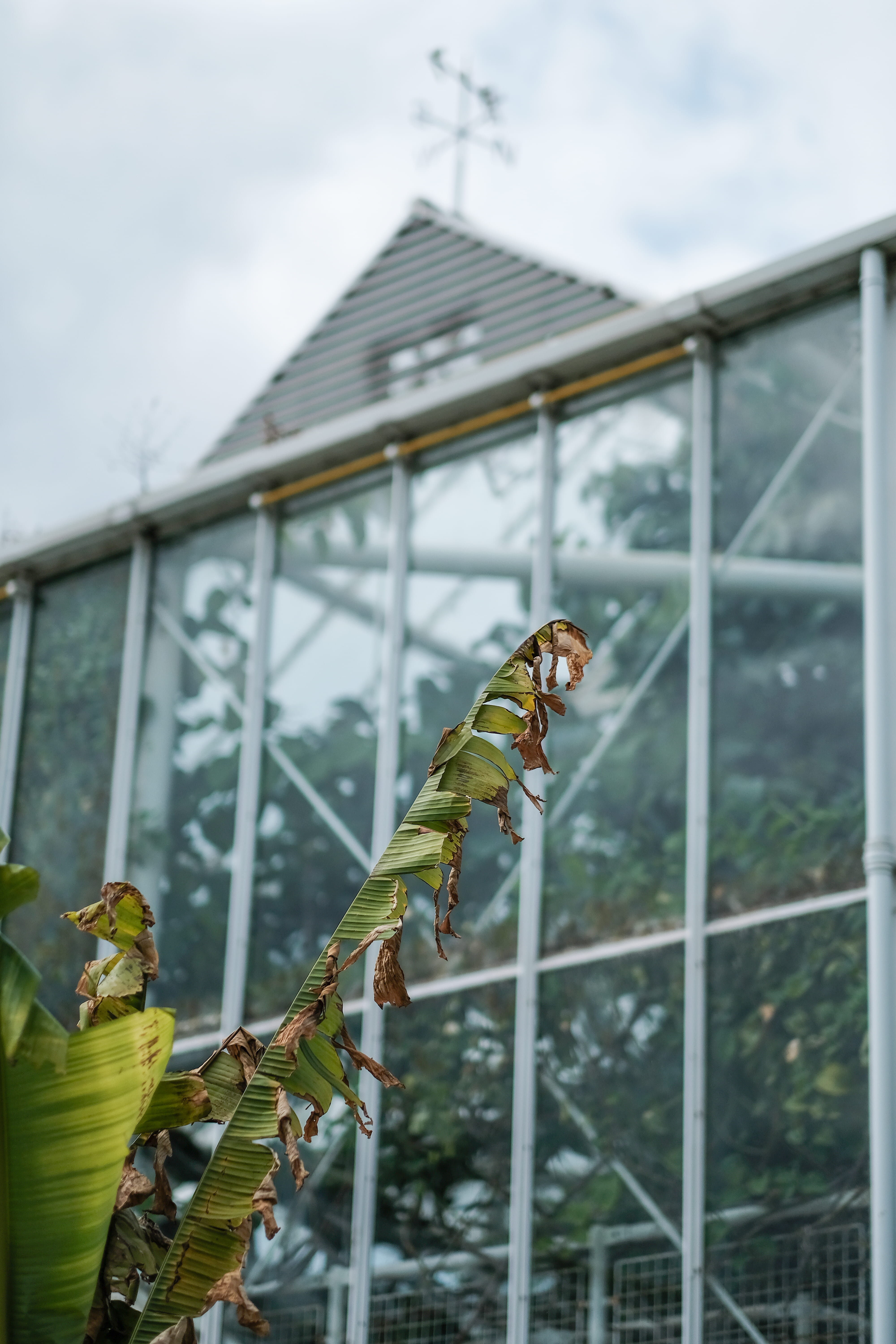 plants, nature, glass, animal, outdoors, university, plant, cambridge botanic garden hills road entrance, day, building exterior, summer, united kingdom, Phone HD Wallpaper