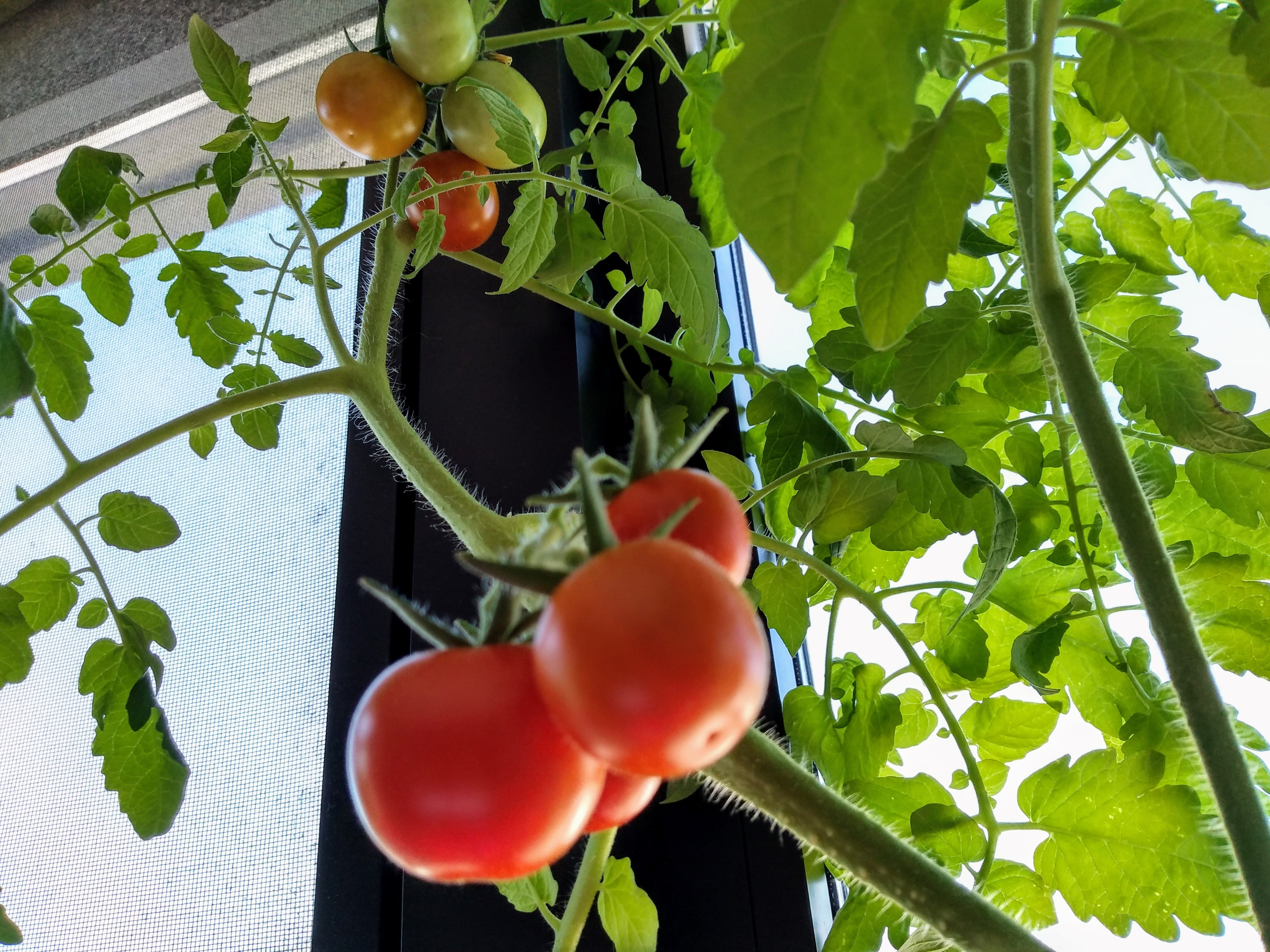 nature, cambridge, tomato, leaf, outdoors, plant part, plant, vegetarian food, red, food, 4K, close-up, tang residence hall, day, ripe, wellbeing, food and drink, HD Wallpaper