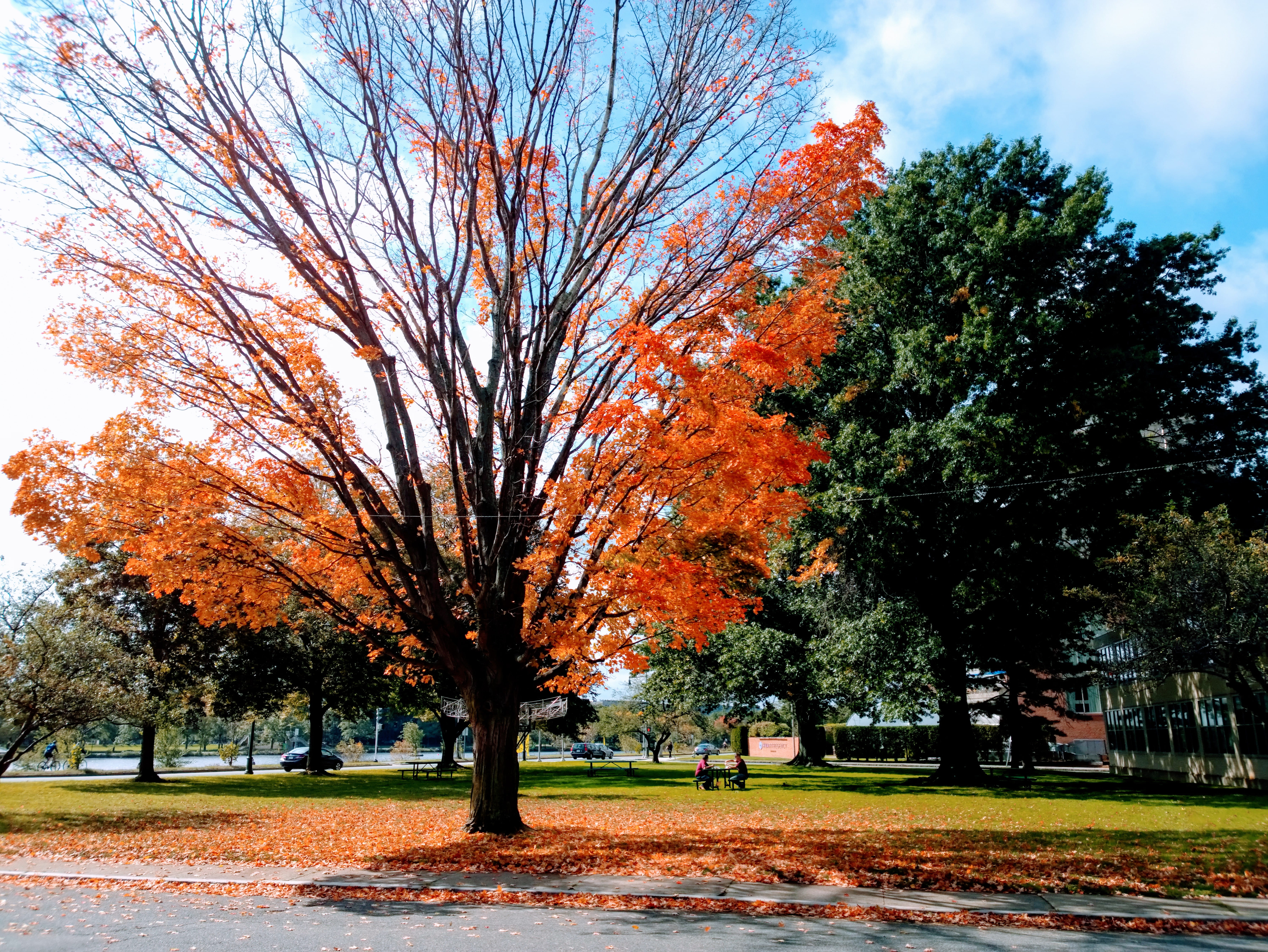 plant, sky, orange color, day, fall, tree, 5K, tranquil scene, beauty in nature, tranquility, tang residence hall, nature, no people, growth, park - man made space, HD Wallpaper