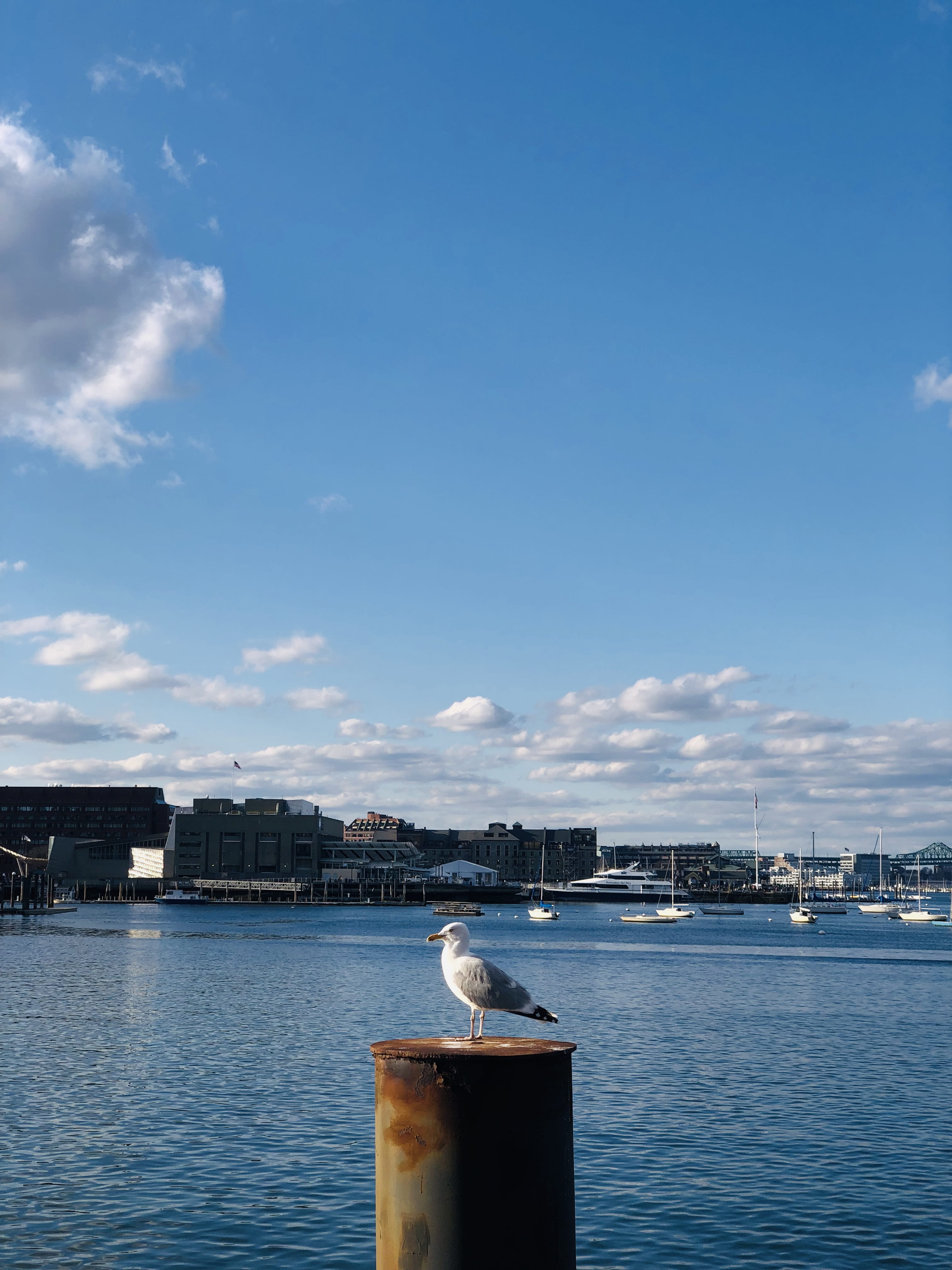 boston, nature, gull, ocean, nautical vessel, sea, city, day, outdoors, cityscape, cloud - sky, coast, 4K, harbor, blue, clouds, atlantic, boats, waterfront, Phone HD Wallpaper