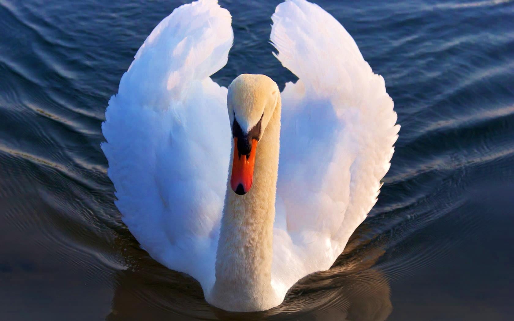 day, water, beak, animal neck, mute swan, 720P, lake, bird, animals in the wild, swimming, animal body part, no people, animal wildlife, Animals, boston red sox 2011, HD Wallpaper
