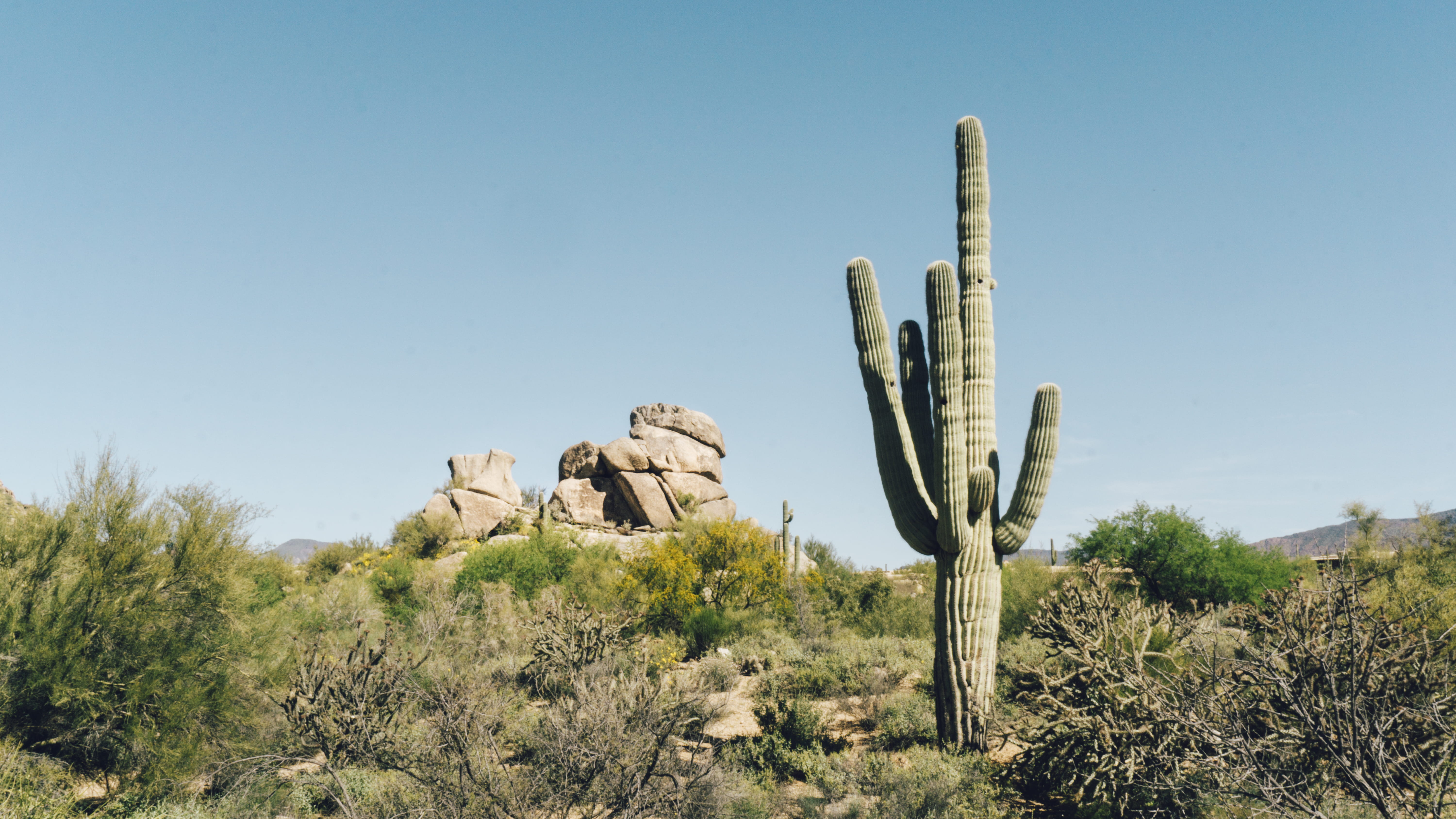 nature, climate, growth, ecosystem, the boulders, land, clear sky, tranquility, non-urban scene, day, cactus, united states, rock, hike, bush, no people, HD Wallpaper