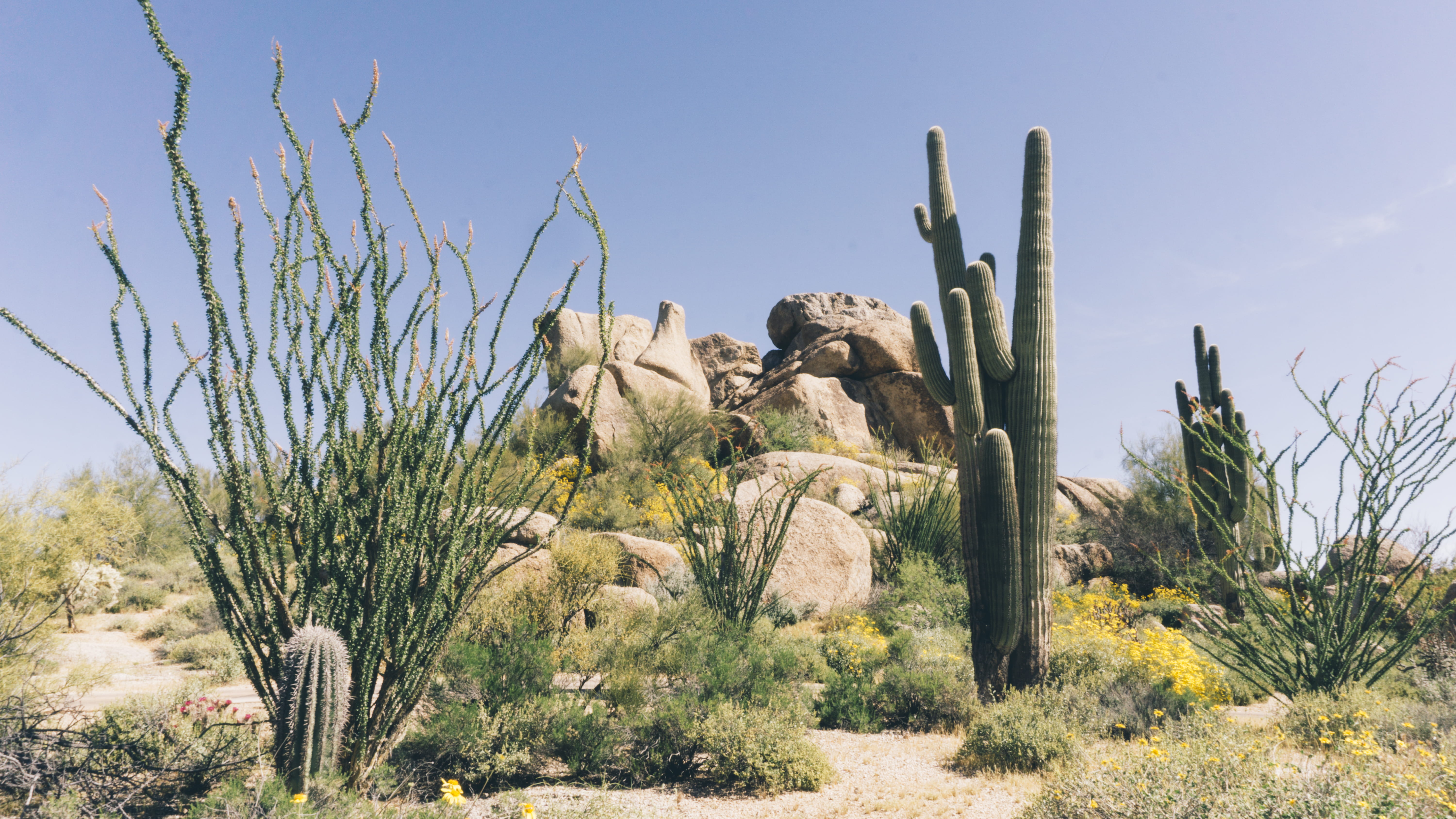 saguaro cactus, boulder, sky, 5K, hike, environment, beauty in nature, scenics - nature, tranquil scene, non-urban scene, bush, desert, the boulders, climate, HD Wallpaper
