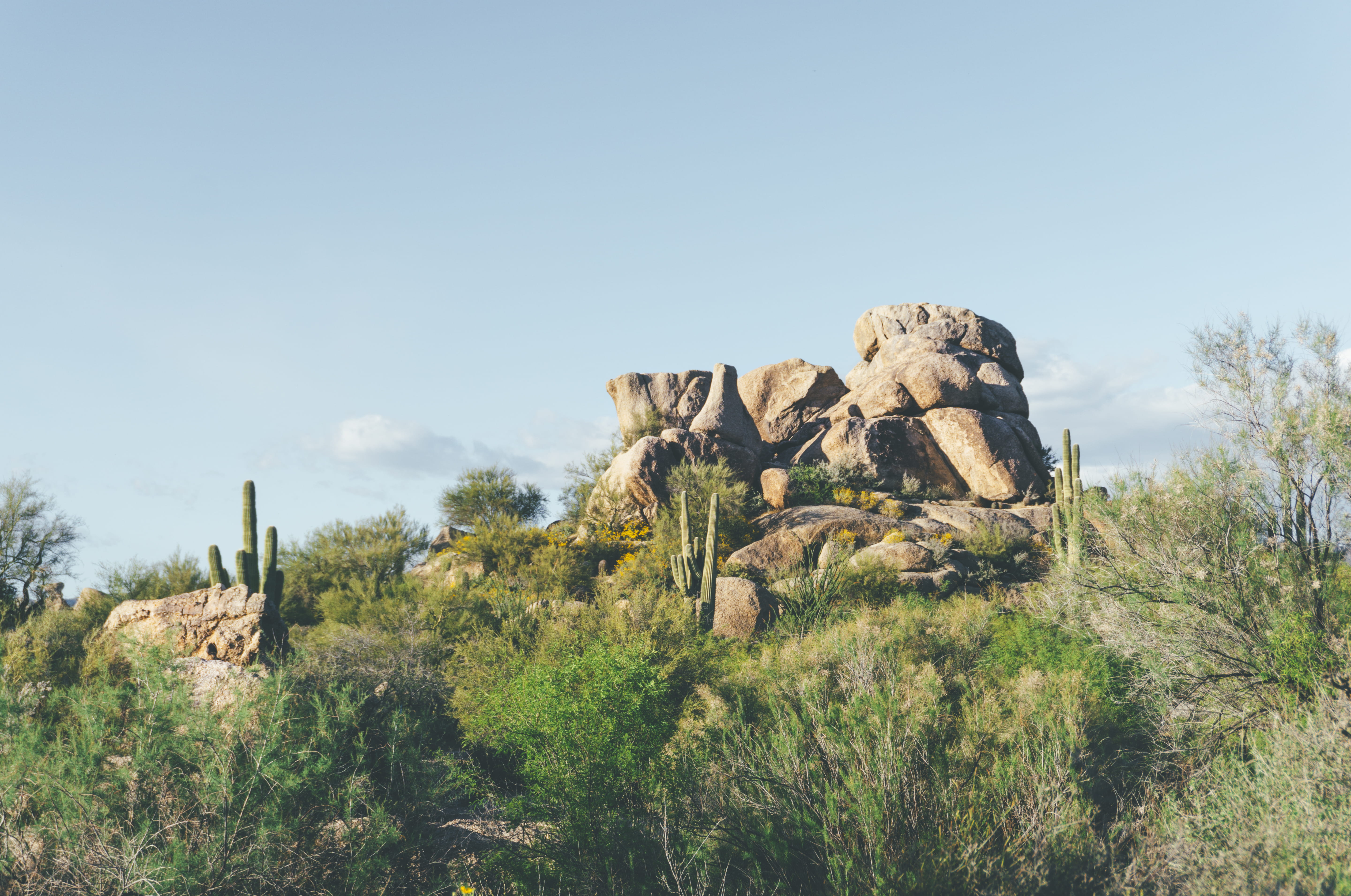 scottsdale, tree, desert, ancient civilization, plant, beauty in nature, landscape, scenics - nature, growth, rock formation, hike, boulder, arid climate, HD Wallpaper