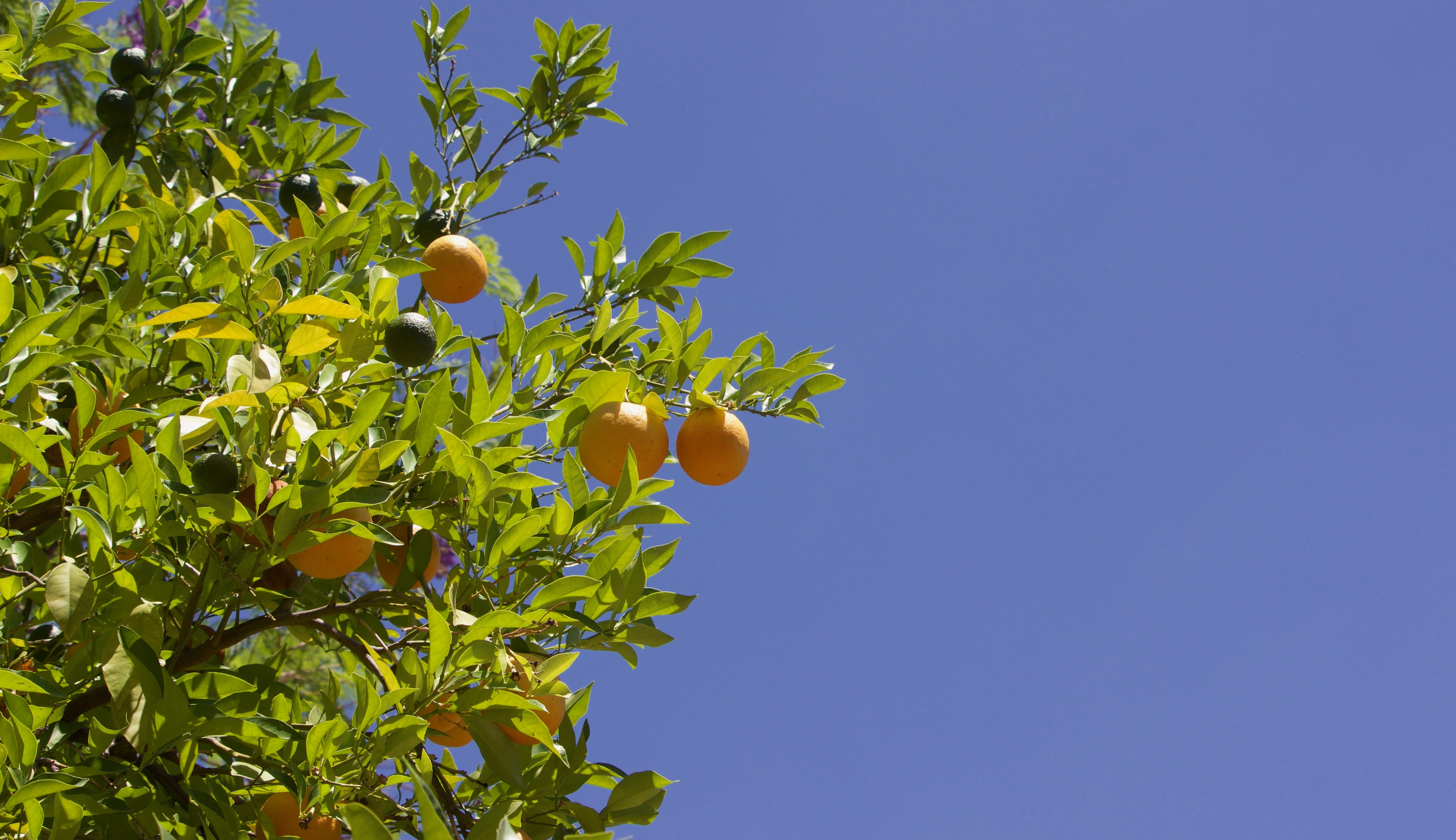plant part, branch, food and drink, nature, day, scottsdale, clear sky, blue sky, no people, tree, freshness, blue, outdoors, sky, tropical fruit, yellow, HD Wallpaper