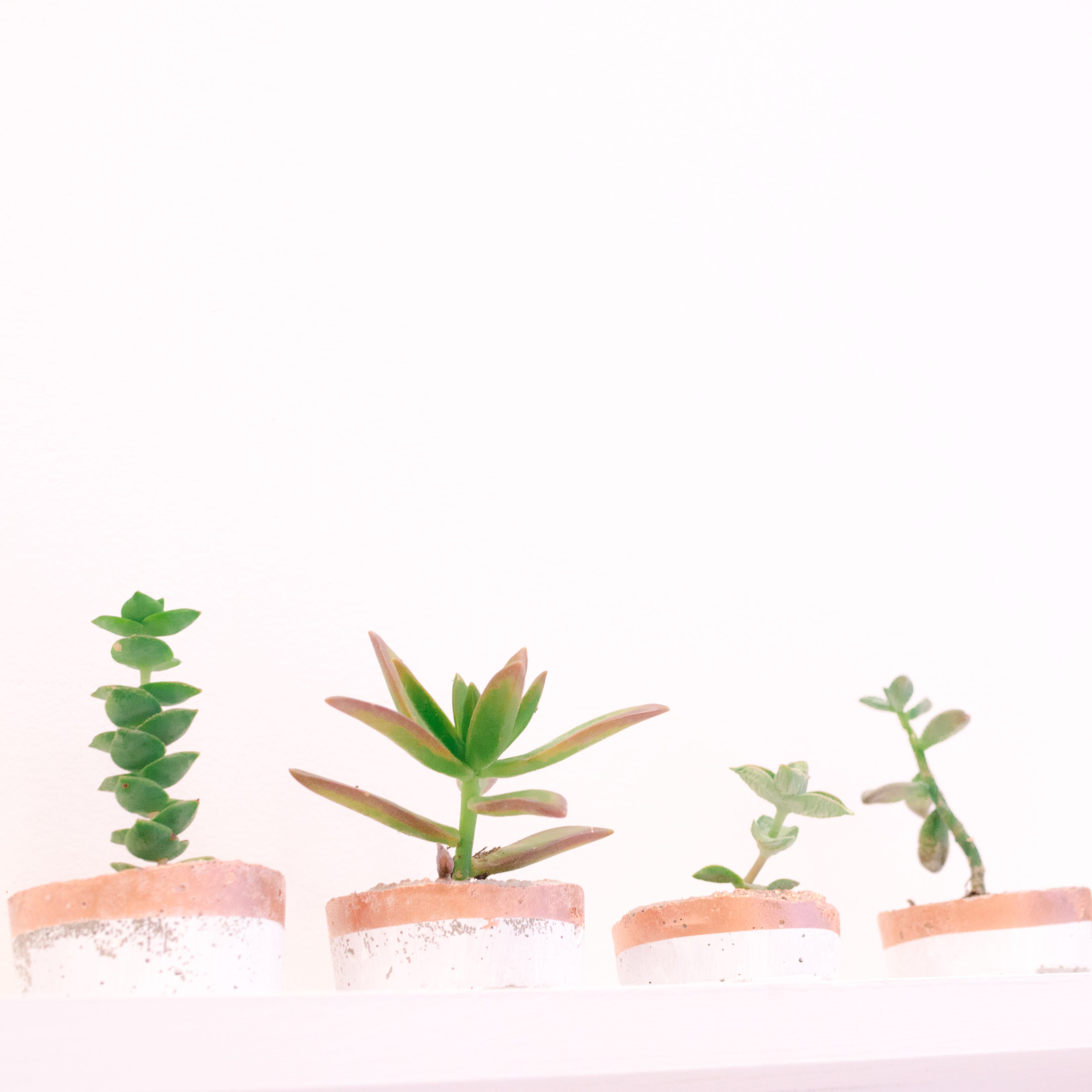 no people, stocks, rose gold, beauty in nature, white background, growth, 2K, pink, leaf, greens, girly, plant, scottsdale, arizona, wall - building feature, Phone HD Wallpaper