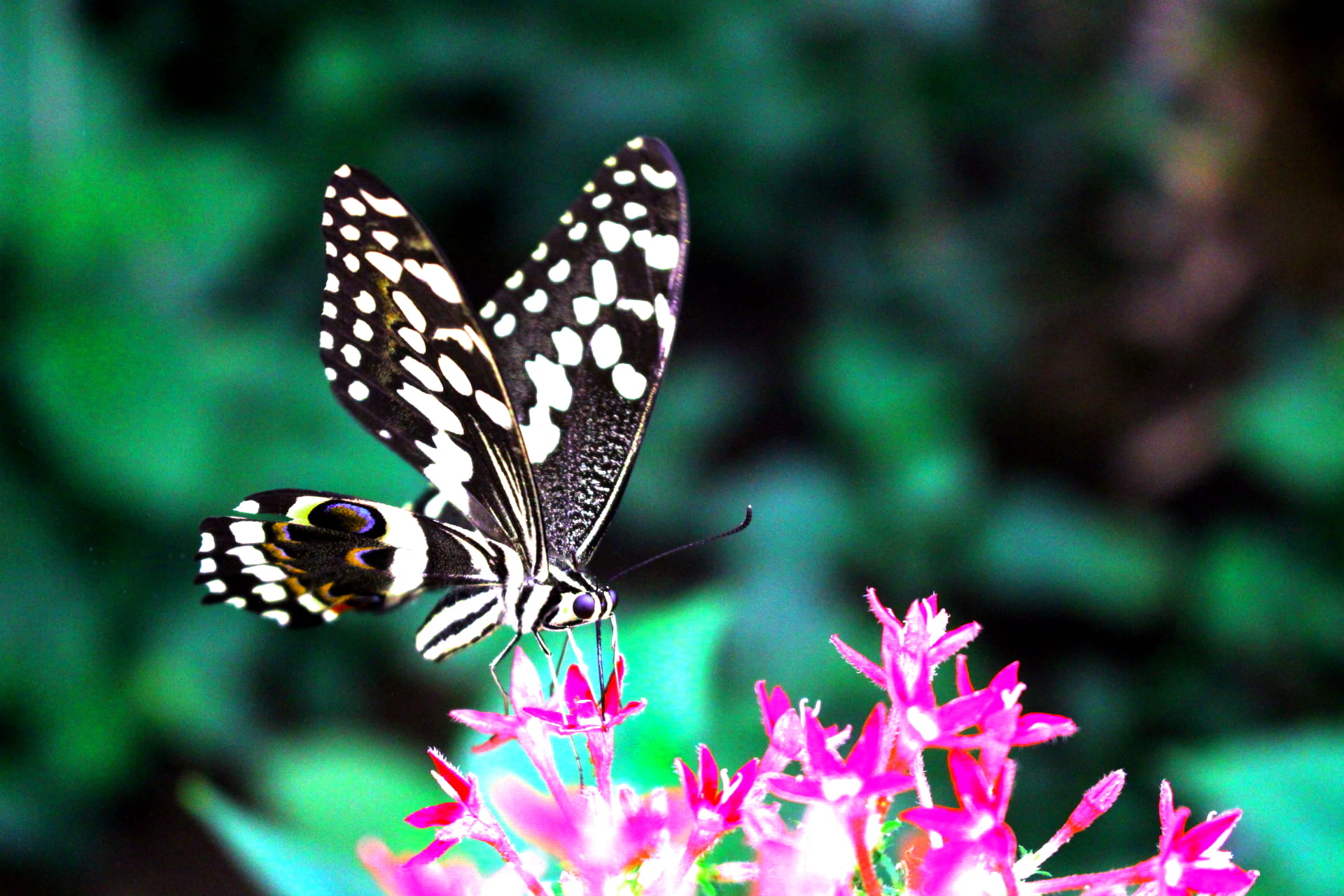 animal themes, beauty in nature, animal wing, vulnerability, no people, outdoors, scottsdale, fragility, one animal, plant, symbiotic relationship, 1080P, HD Wallpaper