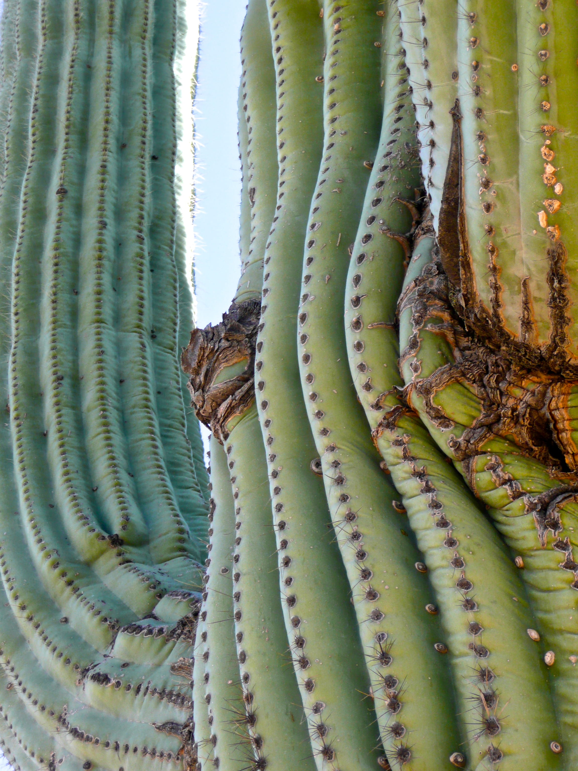 cactus, textured, spiked, green color, day, animal, animal themes, sea, browns ranch, food and drink, nature, succulent plant, outdoors, natural pattern, Phone HD Wallpaper