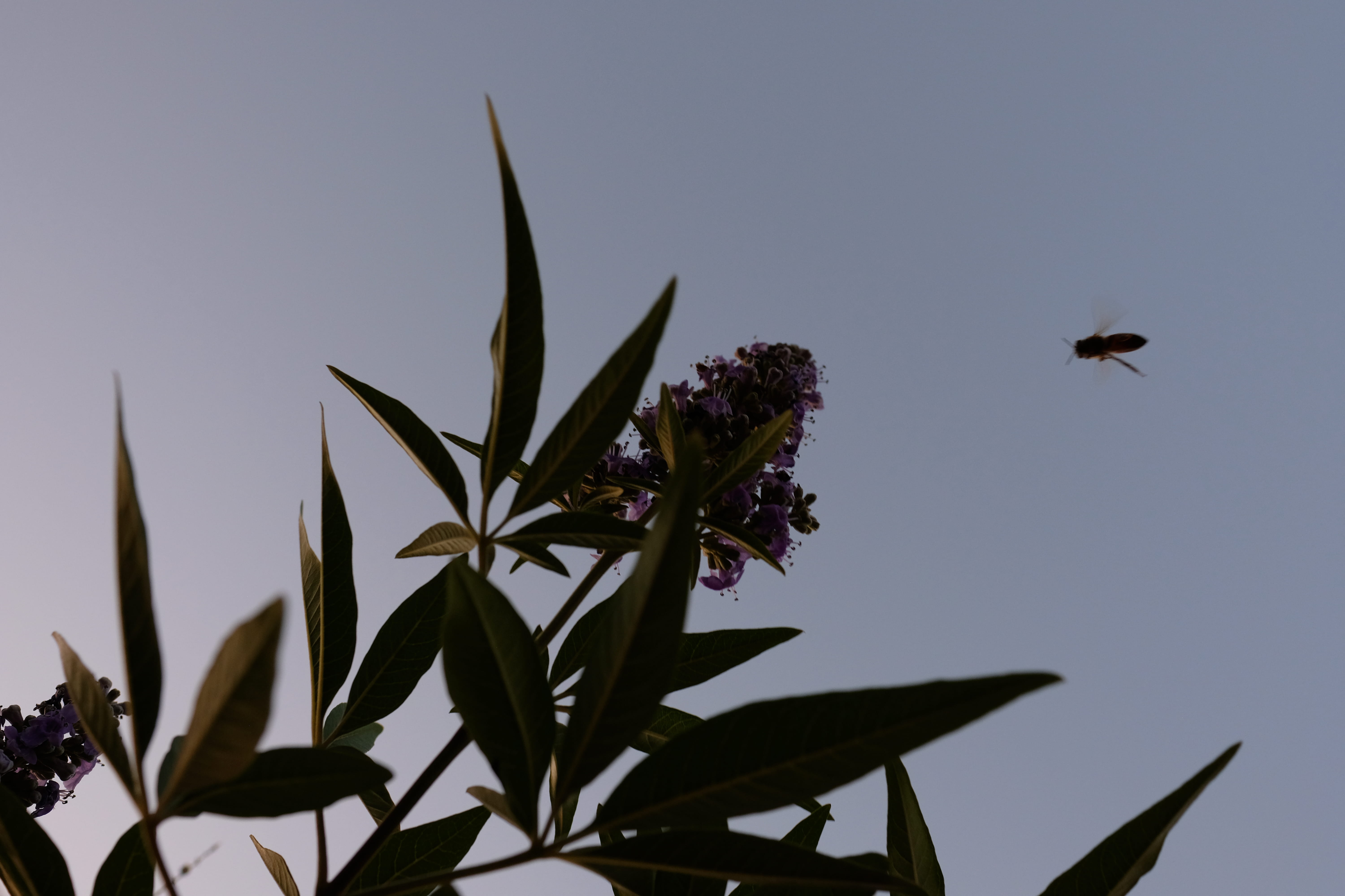 sunset, leaf, bee, scottsdale, sky, animals in the wild, plant, 5K, growth, earth, nature, animal, plant part, flower, freshness, petal, flowering plant, HD Wallpaper
