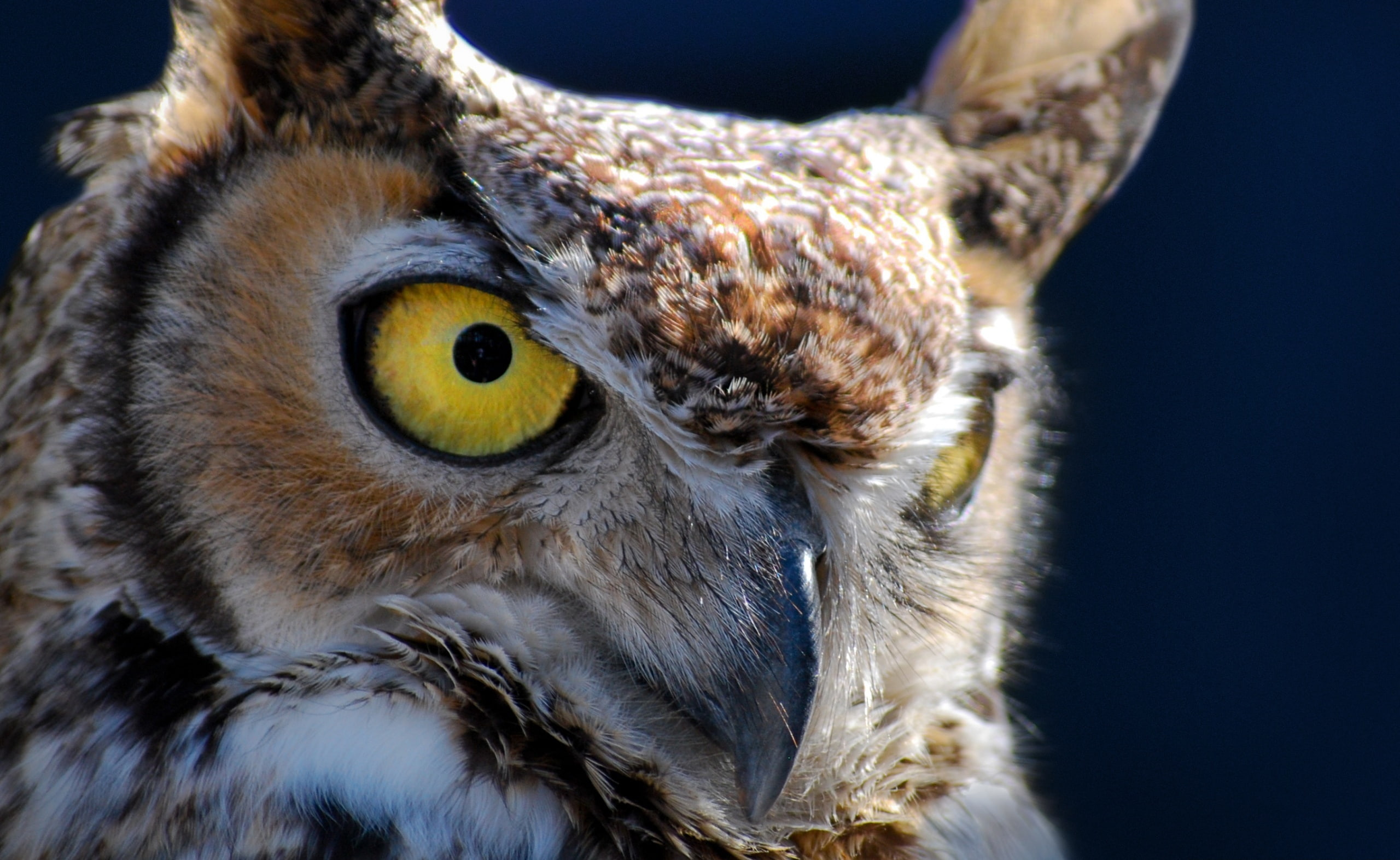 nature, no people, great horned owl, animals in the wild, animal, animal eye, eye, Bird, yellow eyes, beak, Hoot, OwlS, portrait, animal head, focus on foreground, HD Wallpaper