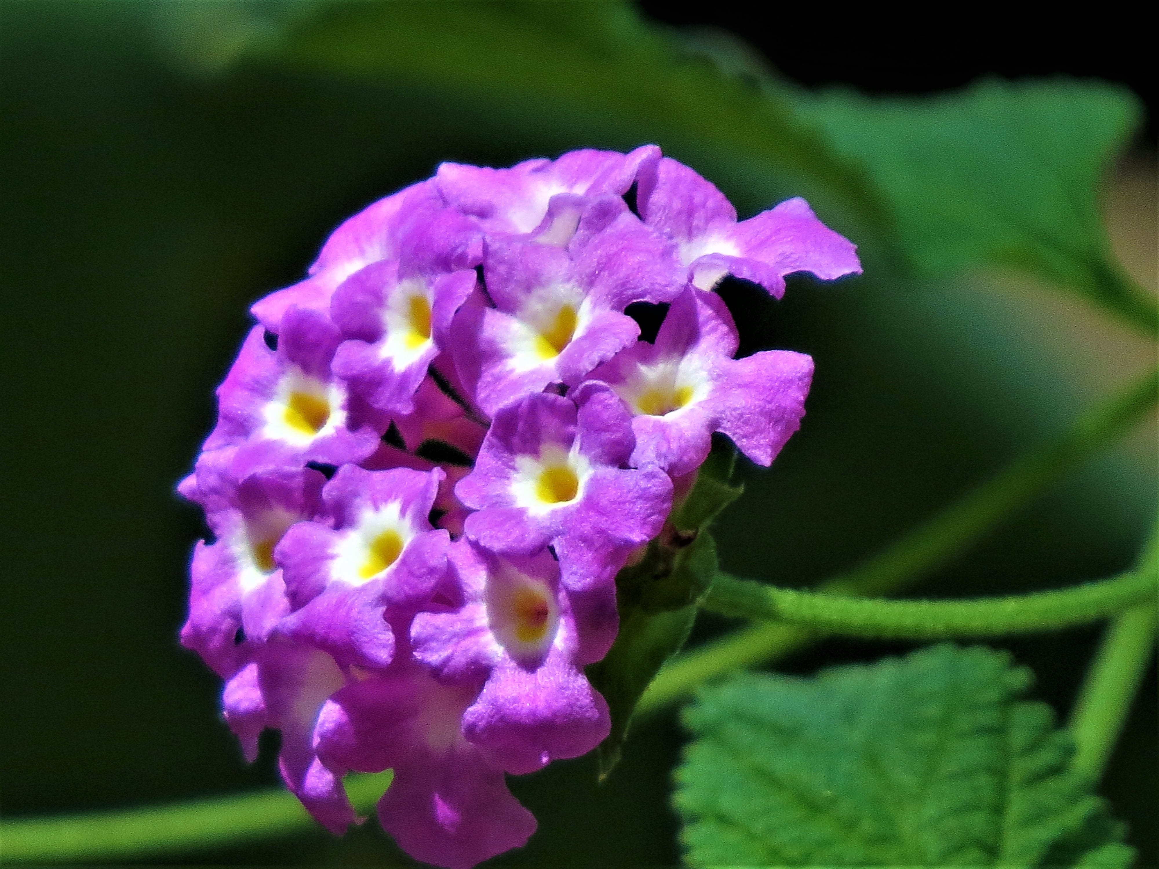 White, flower Head, leaf, springtime, blossom, Purple, day, inflorescence, flowering plant, outdoors, 4K, flower, freshness, close-up, lilac, tiny, botany, HD Wallpaper