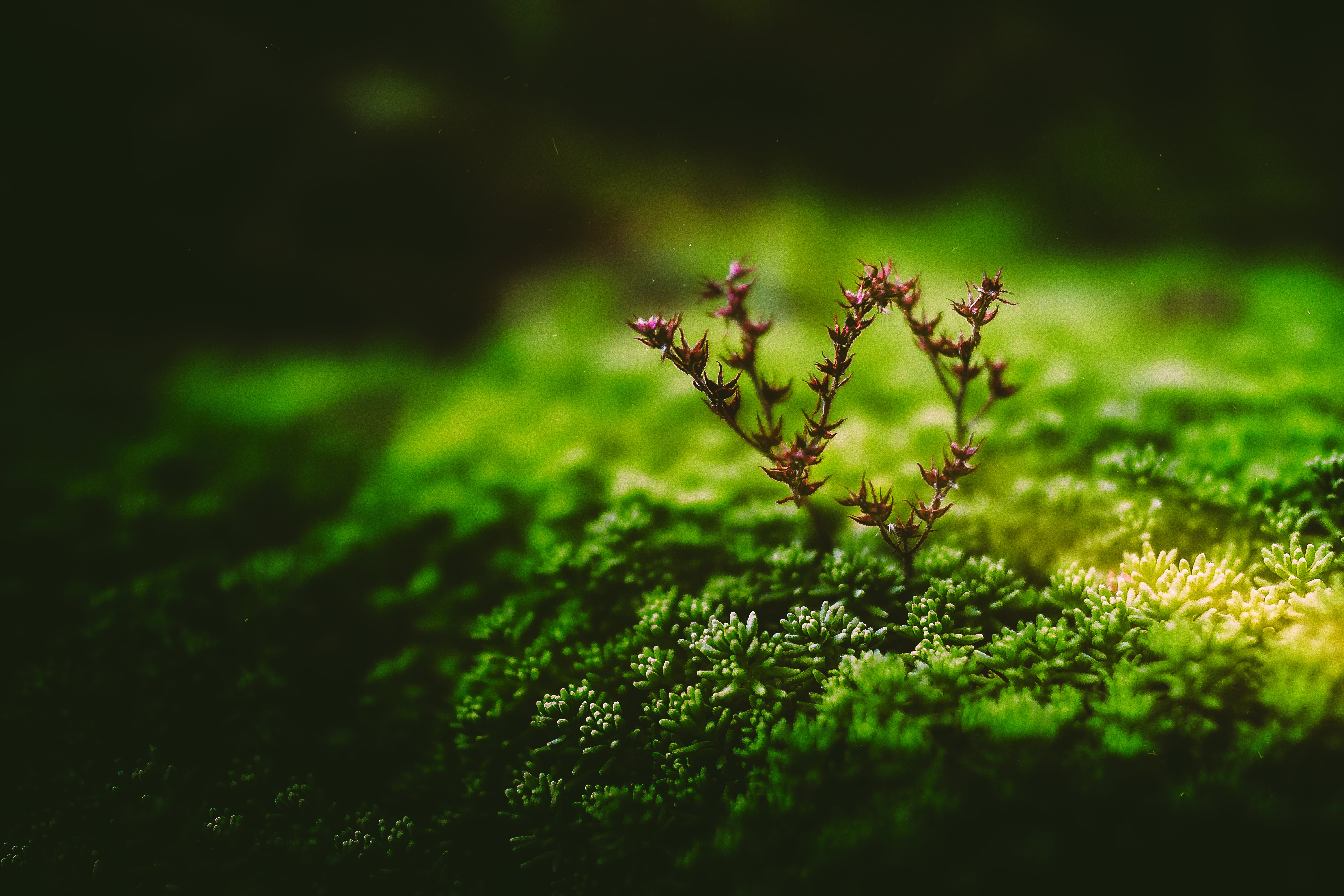 green color, outdoors, close-up, fragility, sunlight, tiny, field, no people, vulnerability, leafed, plant part, nature, plants, macro, beauty in nature, HD Wallpaper