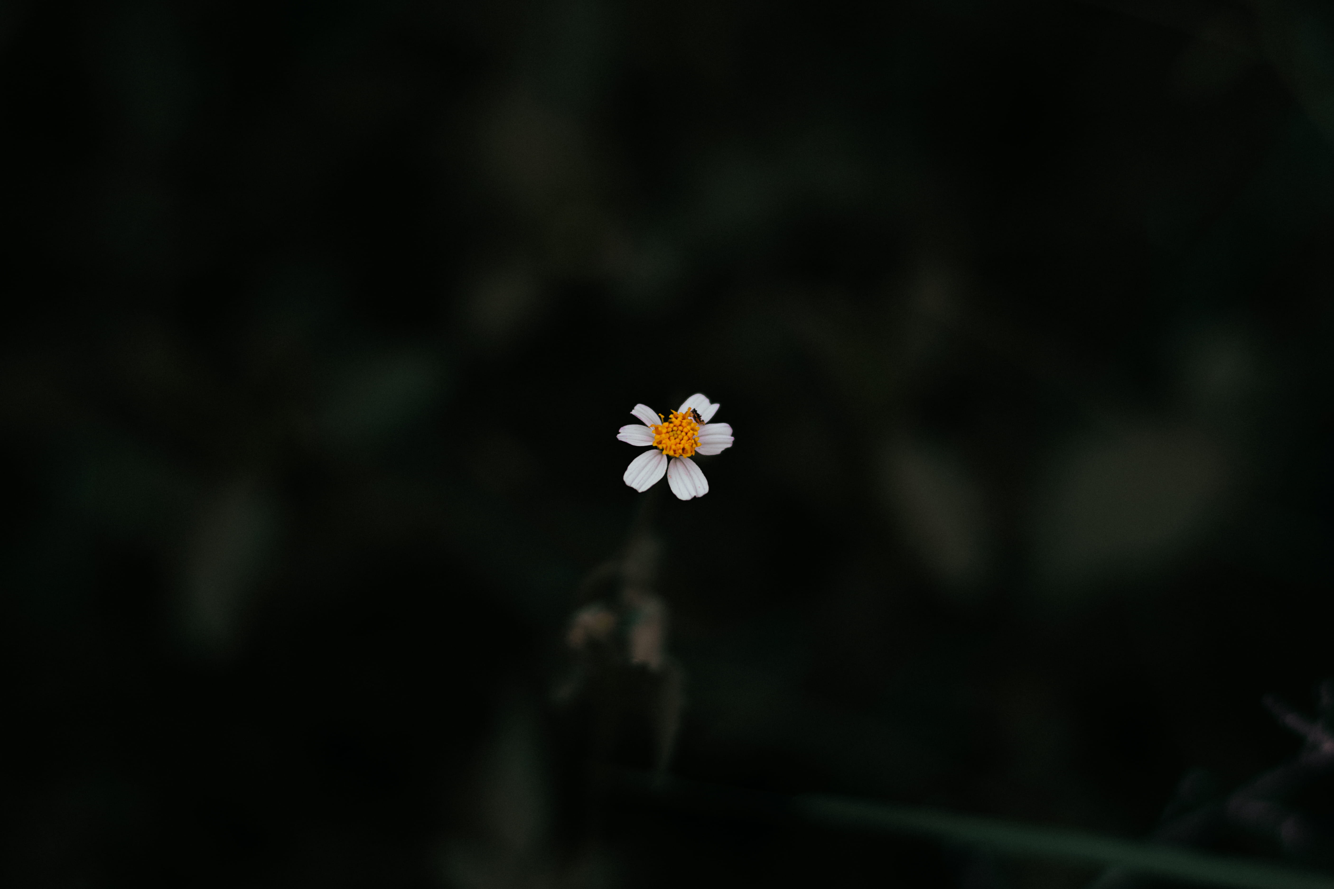 day, yellow, plants, freshness, 5K, no people, white flower, tiny, plant, blossom, beauty in nature, petals, fragility, flora, flower, environment, selective focus, HD Wallpaper