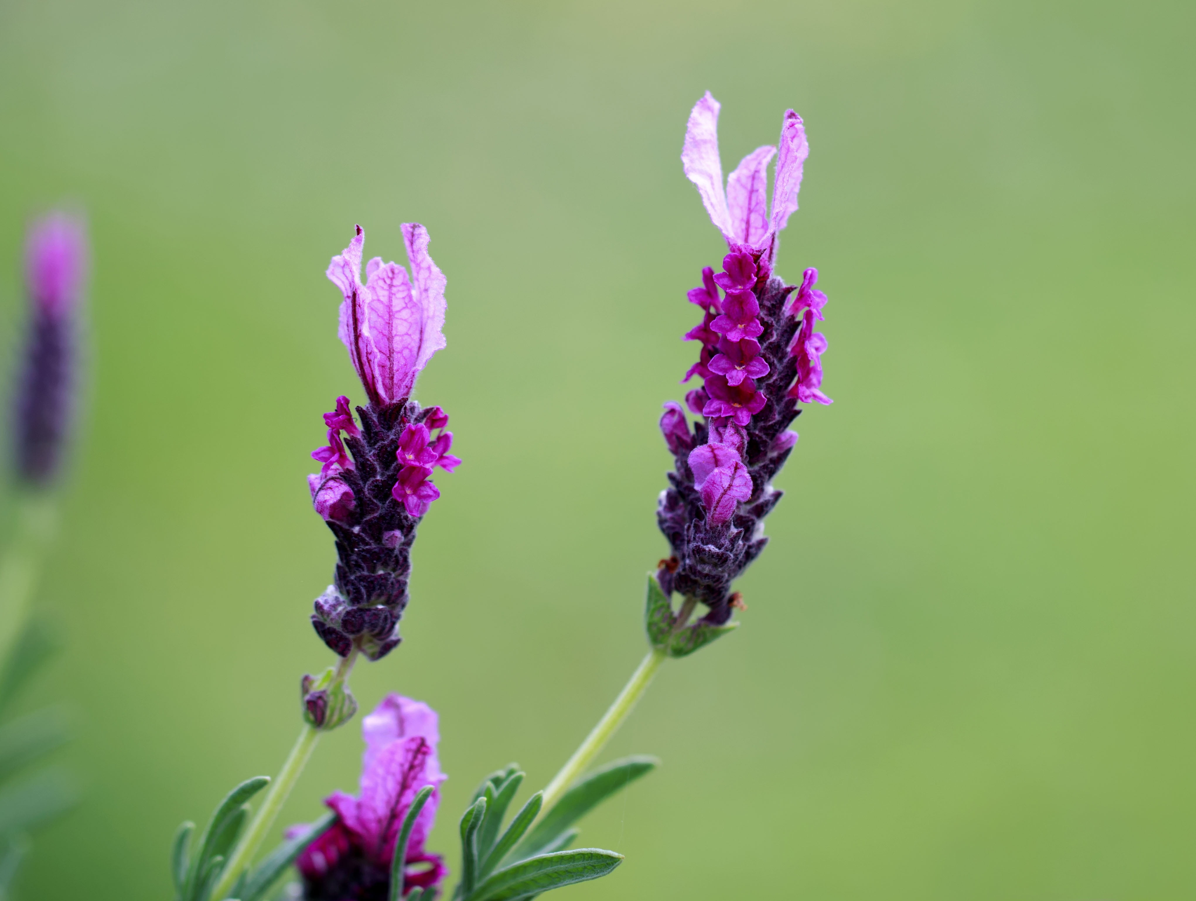 design, nature, selective, petal, freshness, tiny, focus, floral, no people, growth, color, close-up, petaled, nice, beauty, delicacy, soft, landscape, HD Wallpaper