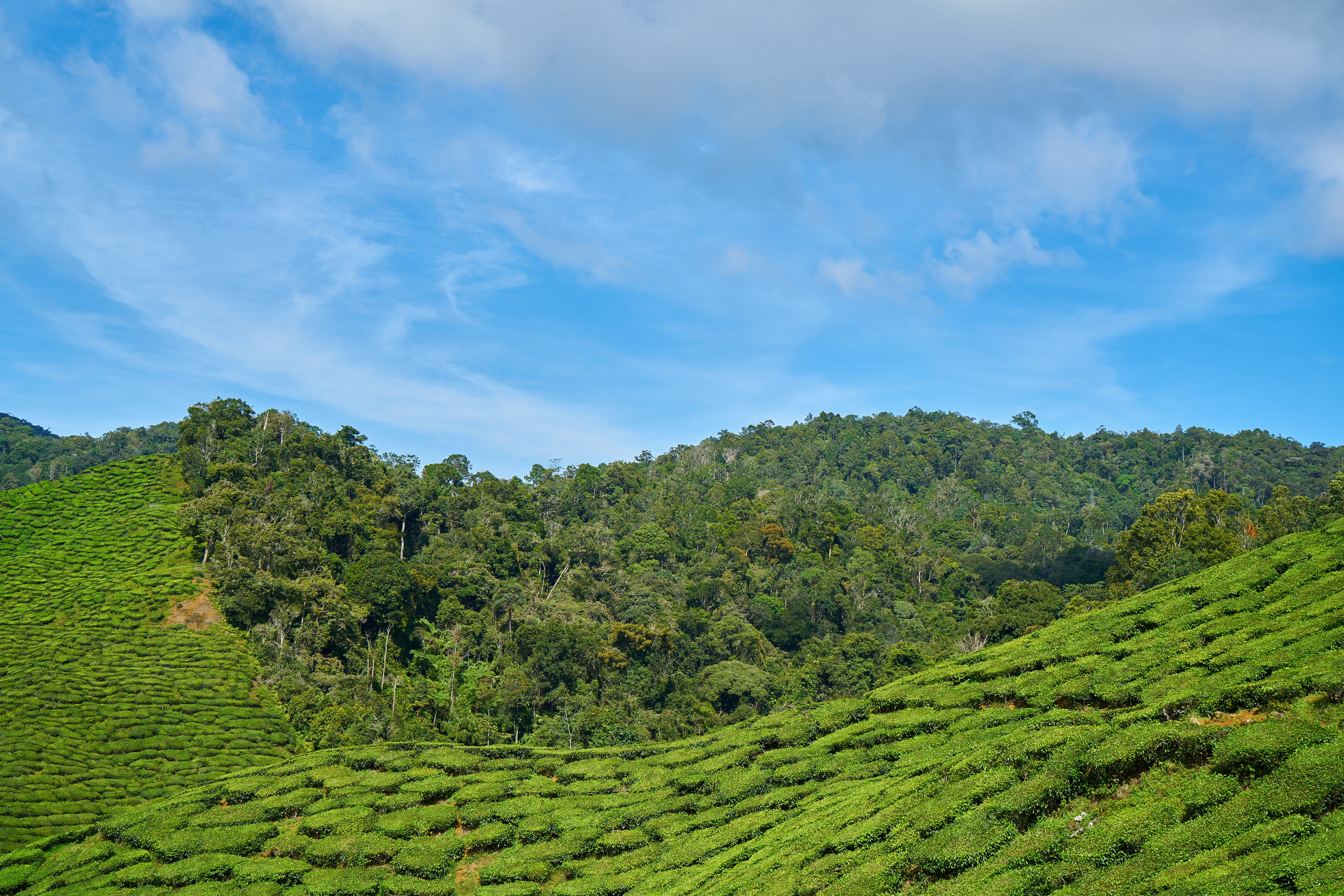 tea crop, Nature, sunny, outdoors, no people, malaysia, tree, beautiful, agriculture, rural scene, green, crop, environment, Plant, background, the tea plantations, HD Wallpaper