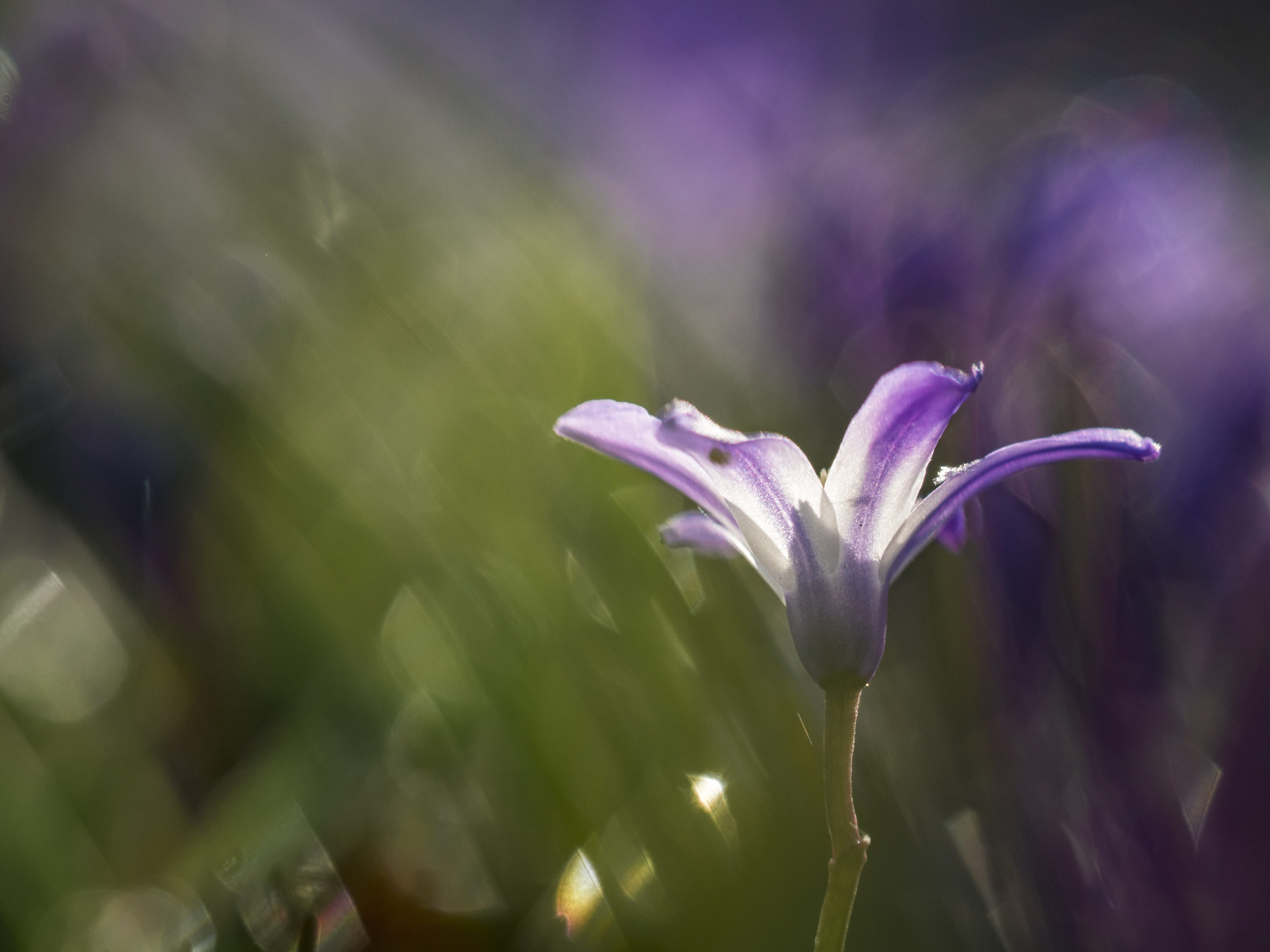 spring, purple flower, trumpet, hope, freshness, nature, flower head, selective, petal, shallow, beauty in nature, no people, plant, wildflower, grass, HD Wallpaper