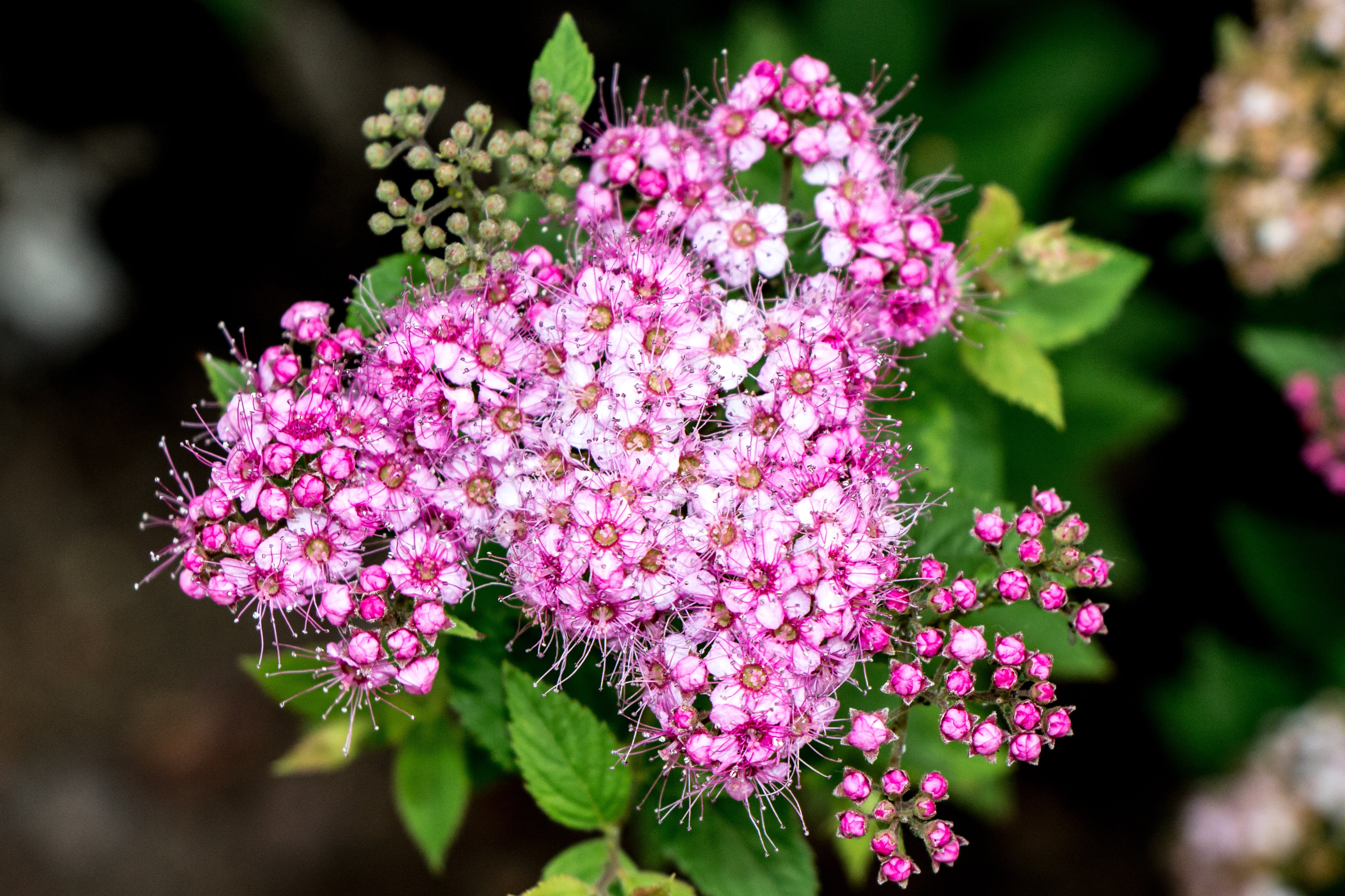 day, meadow, pink, cherry, garden, delicate, 4K, wild, bouquet, blooming, summer, pink color, little, spring, small, inflorescence, wildflower, botanical, HD Wallpaper
