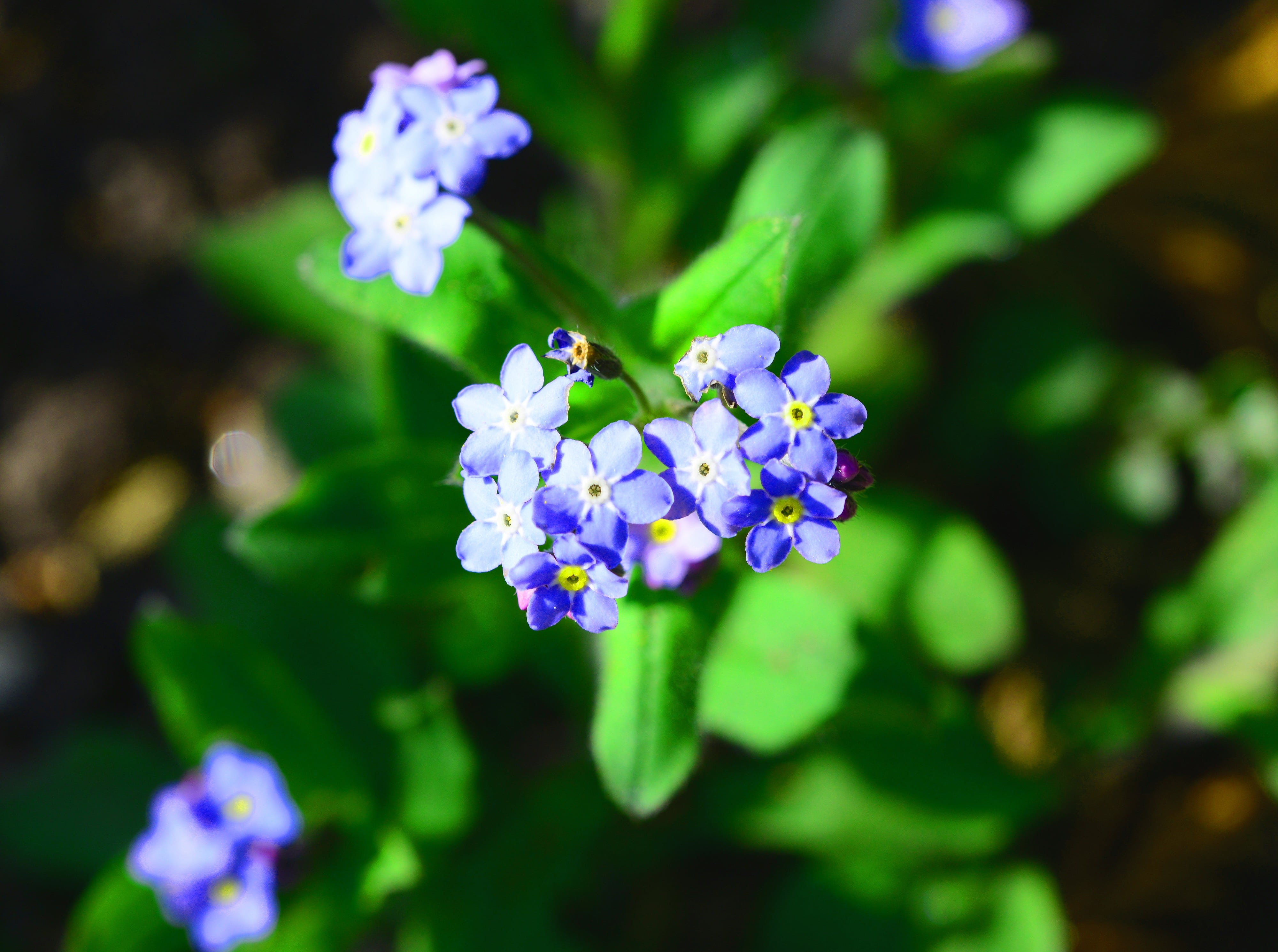 cottage garden, flowering plant, forget-me-not, 4K, one animal, mouses ear, blue, flower head, growth, botany, tiny, small, purple, myosotis, focus on foreground, HD Wallpaper