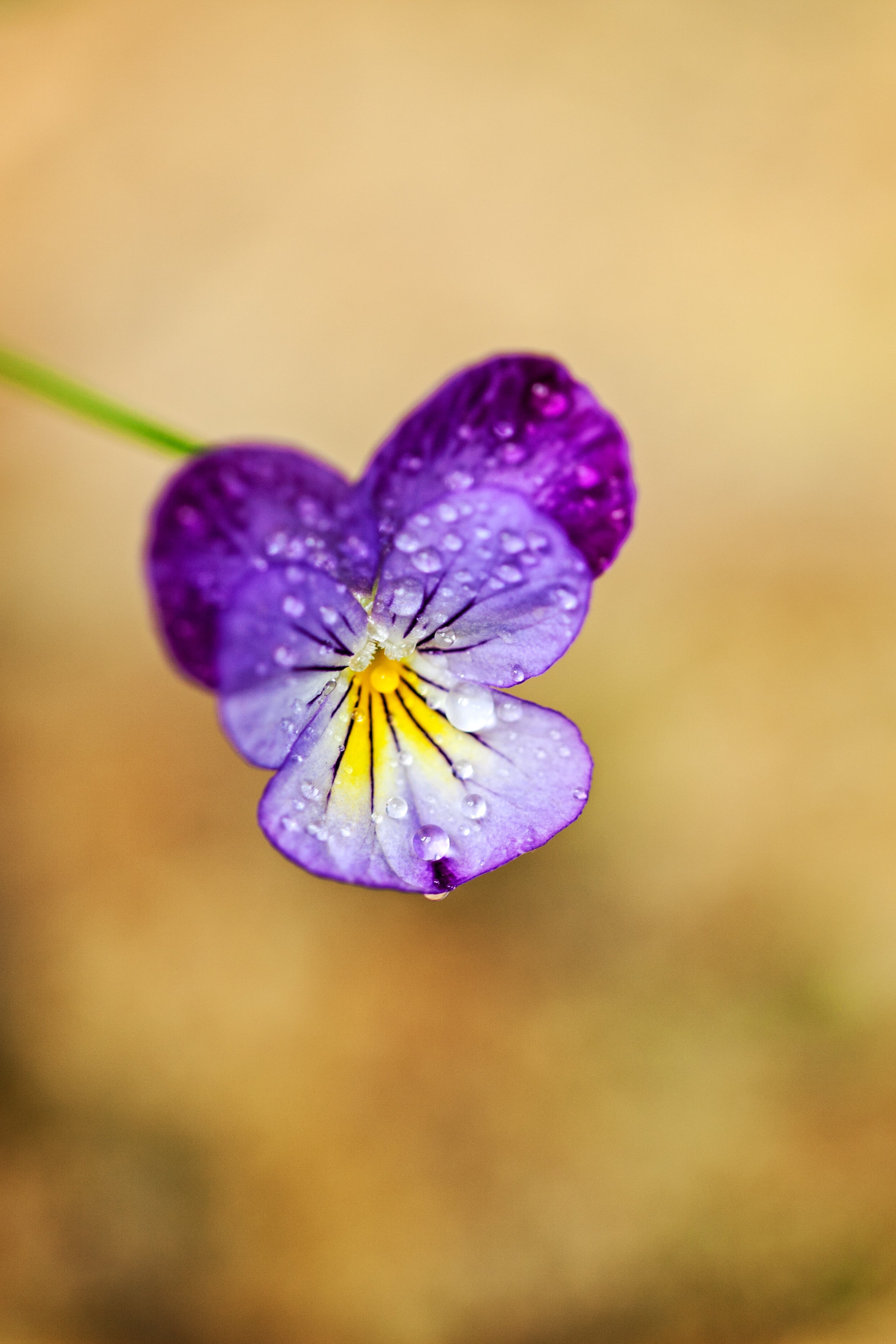 nature, beauty in nature, johnny jump up, isolated, plant, water drops, butterfly - insect, freshness, bloom, 2K, growth, natural, summer, blooming, flower, Phone HD Wallpaper