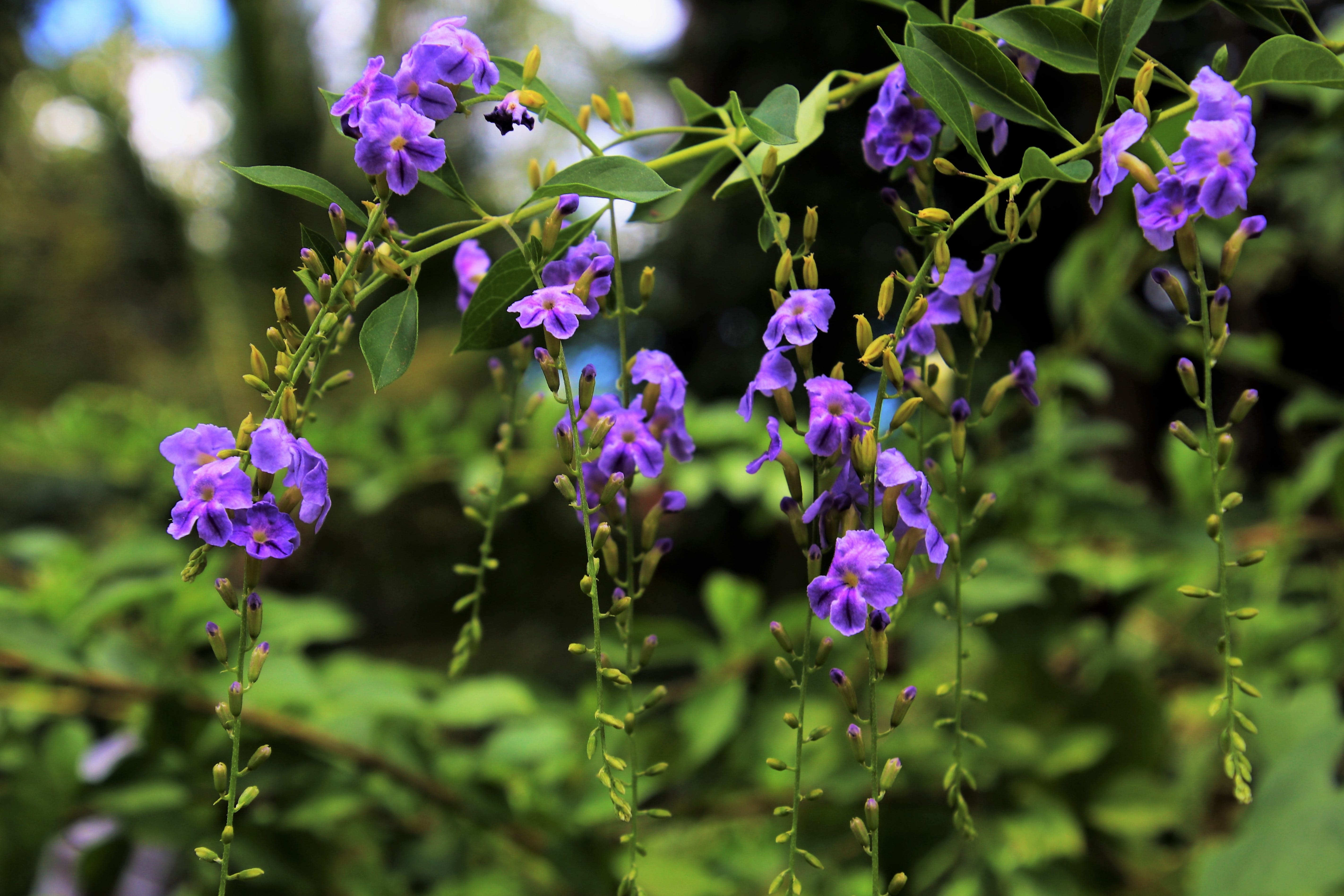 botanical garden, violet flowers, freshness, selective focus, the delicacy, nature, plant, flowering plant, purple flower, purple, growth, flowers, green, HD Wallpaper