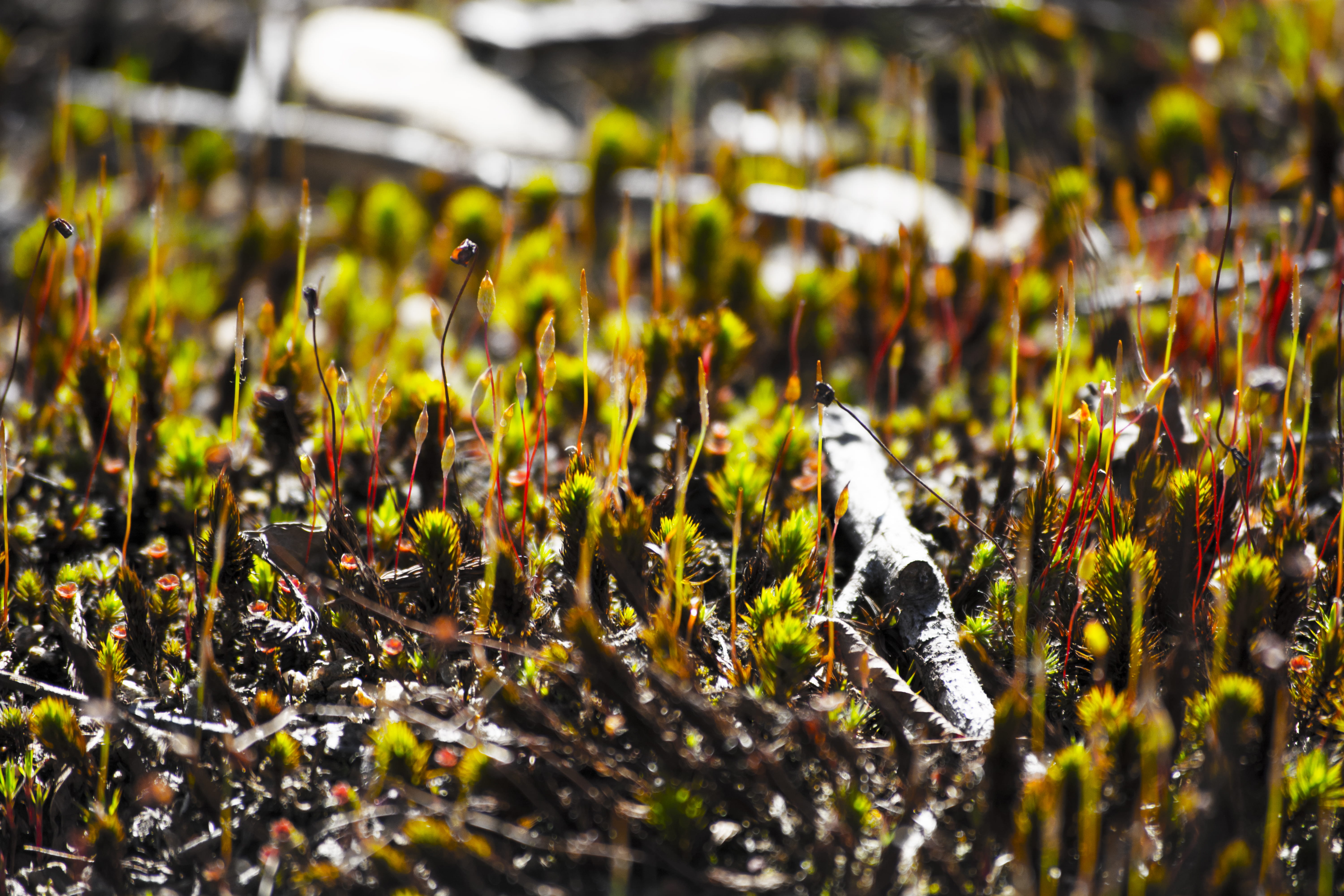plants, no people, selective focus, animal, nature, québec, macro, photo, photography, grass, animal wildlife, animals in the wild, outdoors, closeup, wild, HD Wallpaper