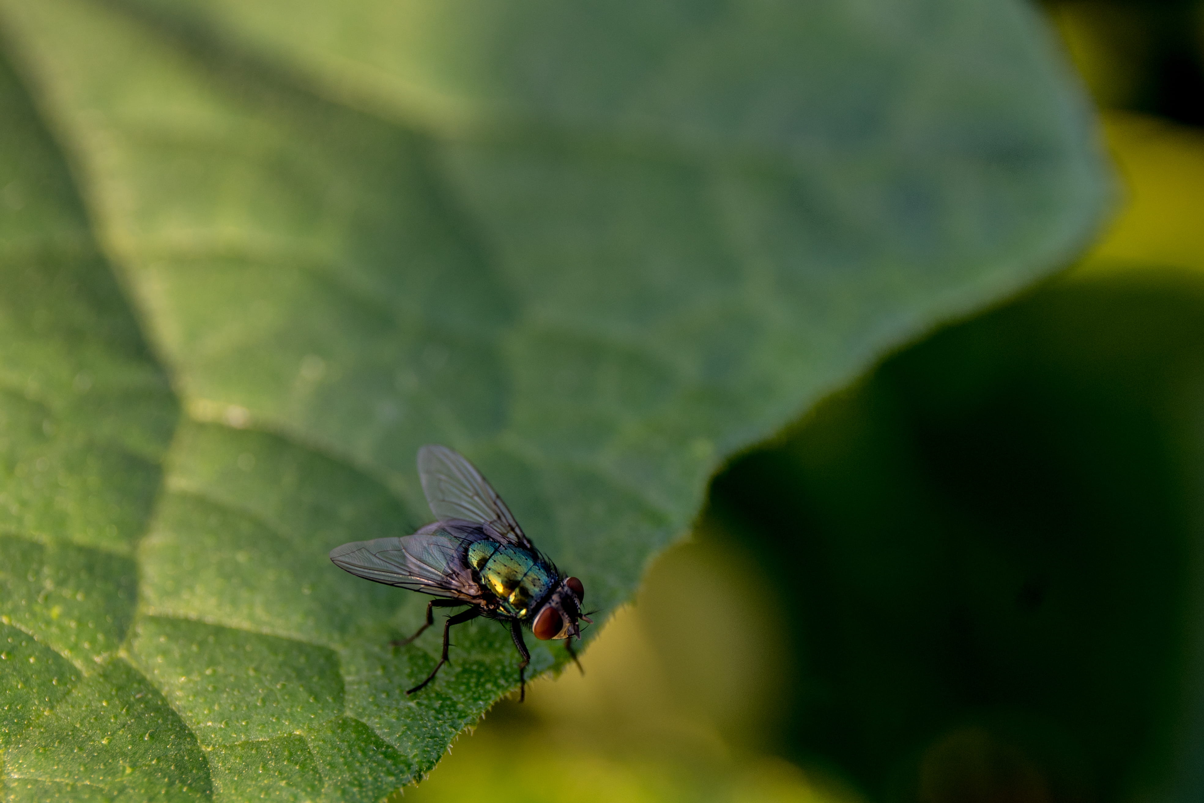 macro, animals in the wild, insect, outdoors, detail, leaf, close up, invertebrate, green, small, plant part, one animal, focus on foreground, nature, tiny, HD Wallpaper