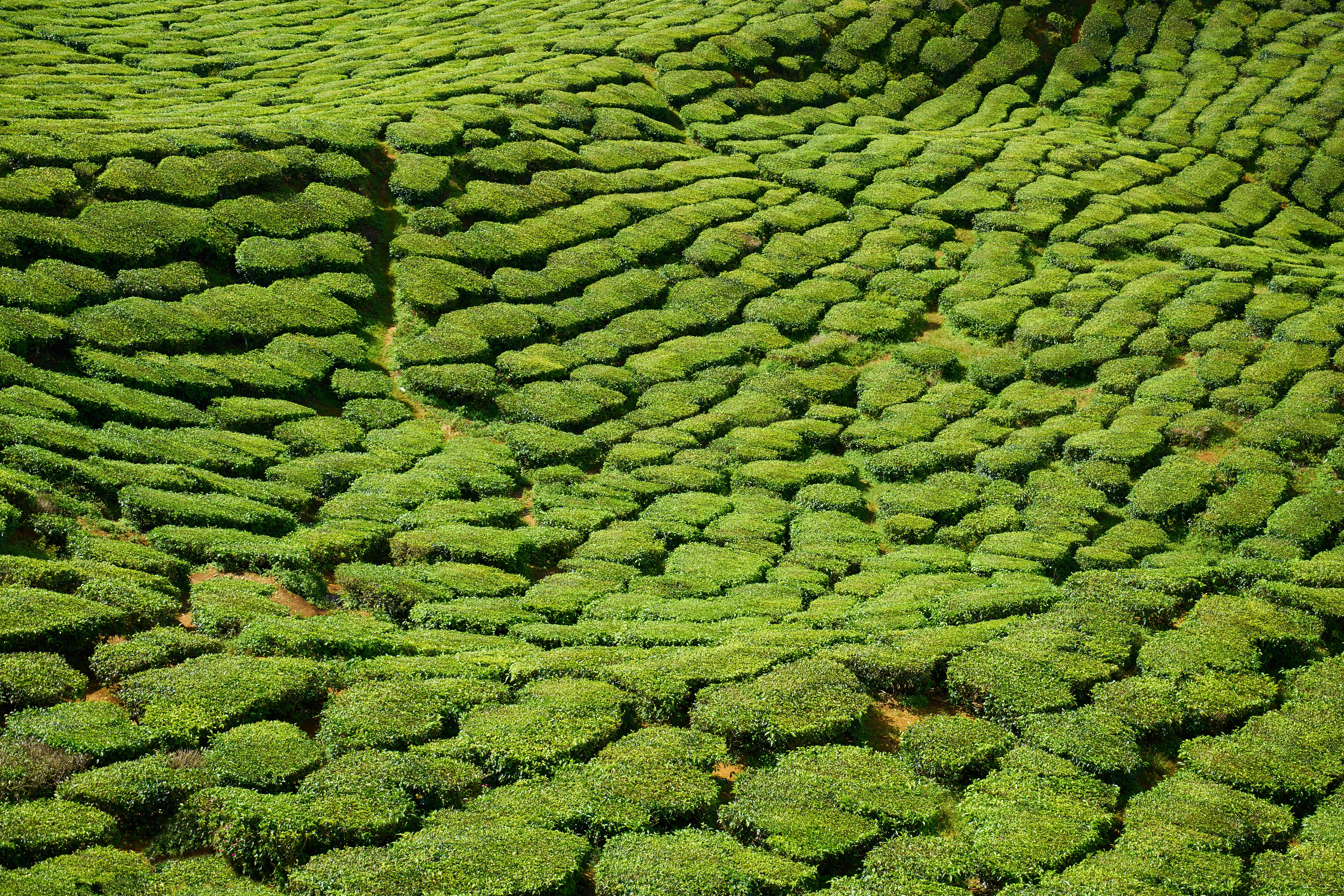 outdoors, foliage, grass, the tea plantations, green, nature, plantation, tea plants, mountain, scenics - nature, texture, land, 5K, lush foliage, landscape, HD Wallpaper