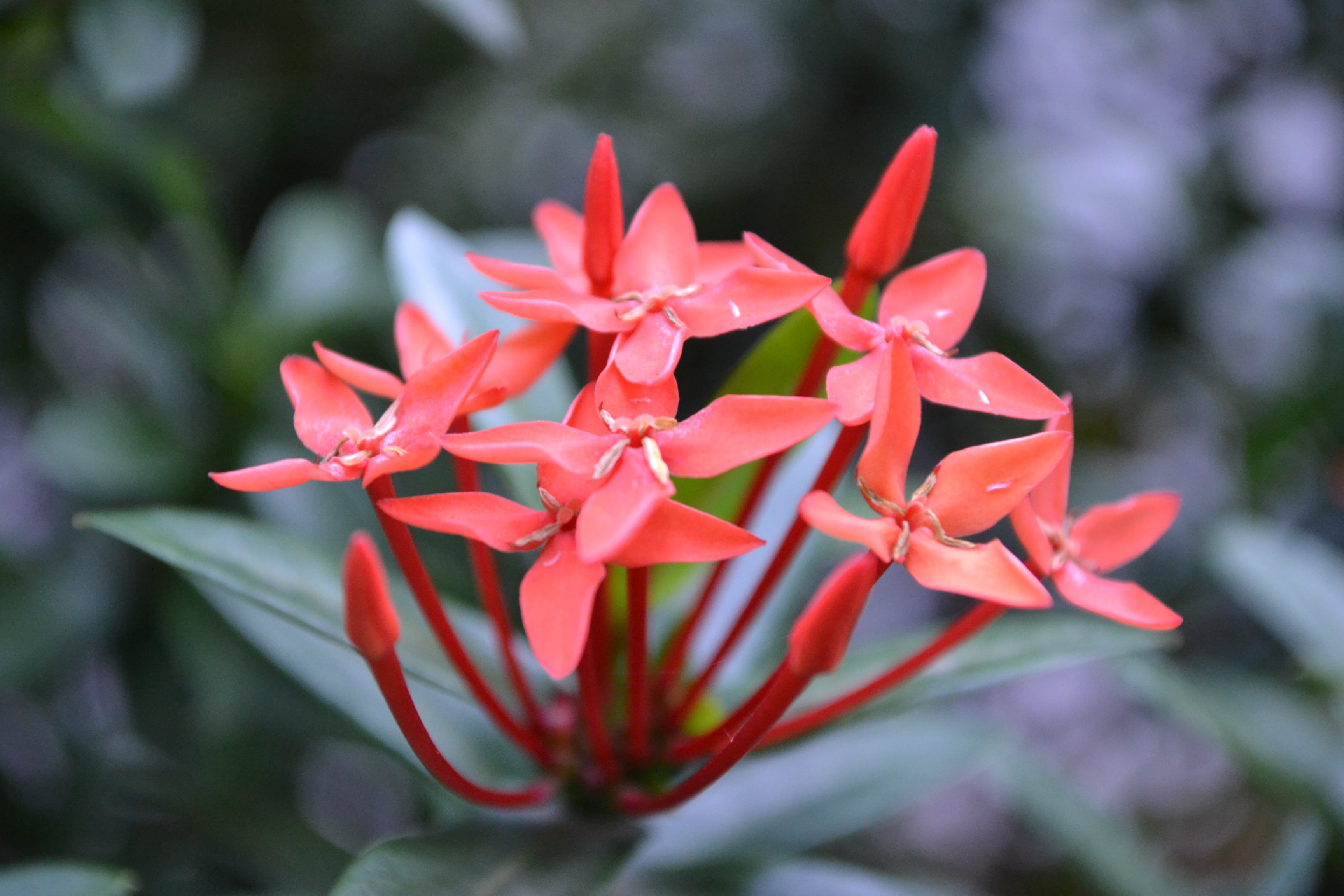 leaf, close-up, beauty in nature, freshness, small flower, growth, plant part, wild flower, focus on foreground, green leaves, santan, fragility, flowerbed, HD Wallpaper