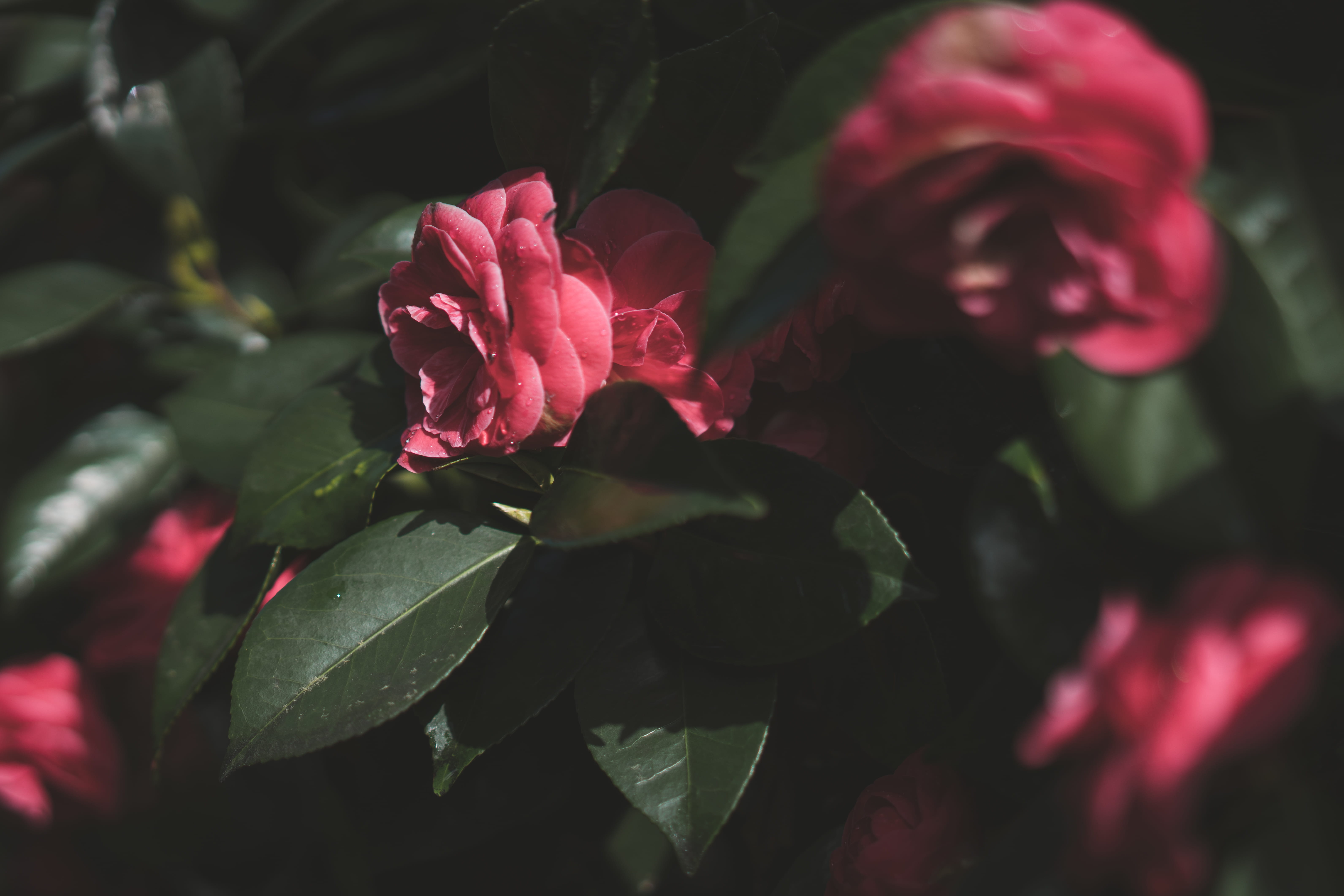 red, moody, leaf, close-up, beauty in nature, mood, day, bushes, fragility, inflorescence, united states, green, no people, growth, 5K, petal, seattle, HD Wallpaper