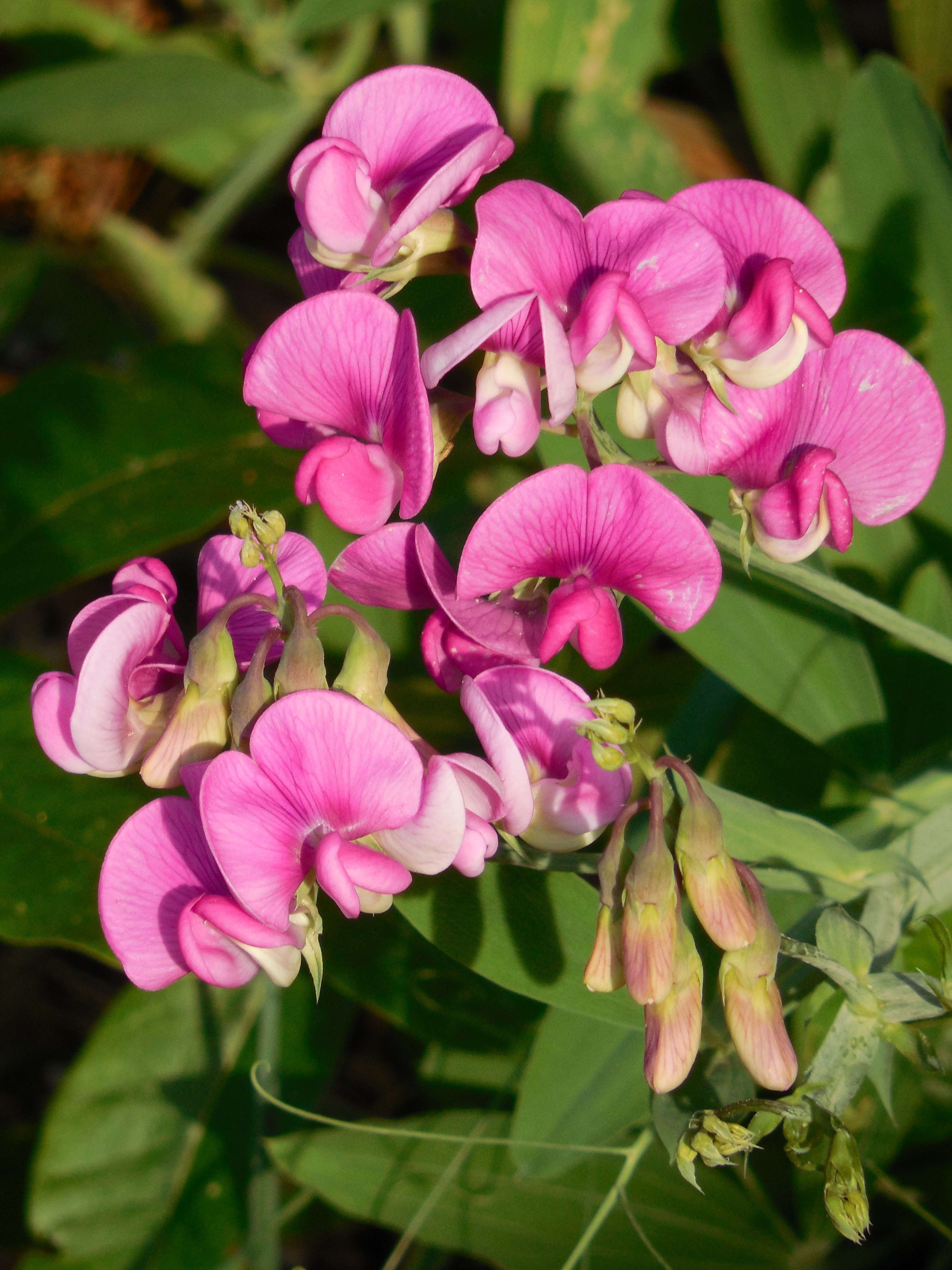 pea, petal, country, color, vine, bloom, flowering, season, 4K, blossom, pink, colorful, bouquet, flowering plant, plant, vulnerability, nature, lilac, Phone HD Wallpaper