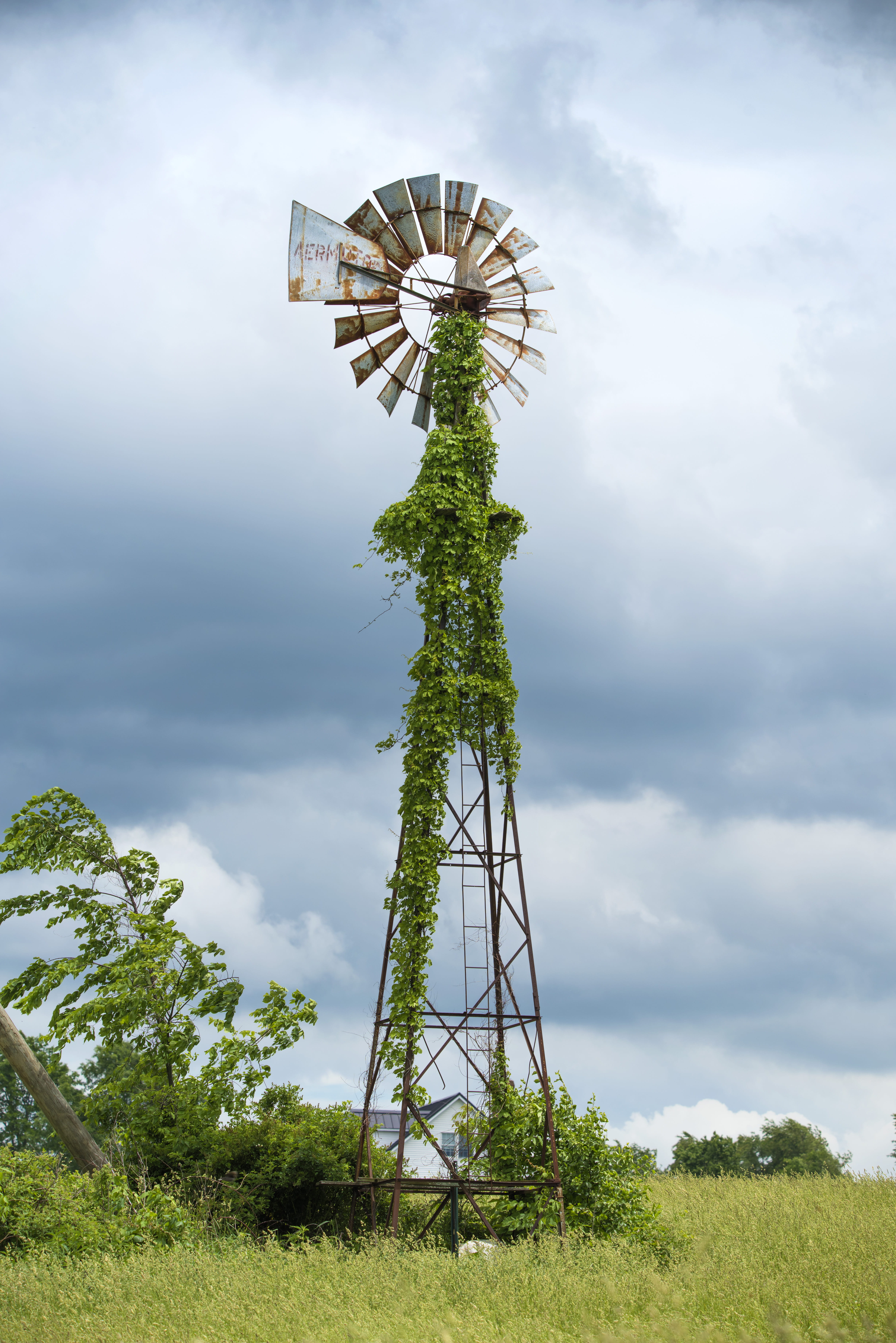 pine, plant, wind turbine, environmental conservation, plants, cloud - sky, arecaceae, environment, no people, outdoors, old, fuel and power generation, Phone HD Wallpaper