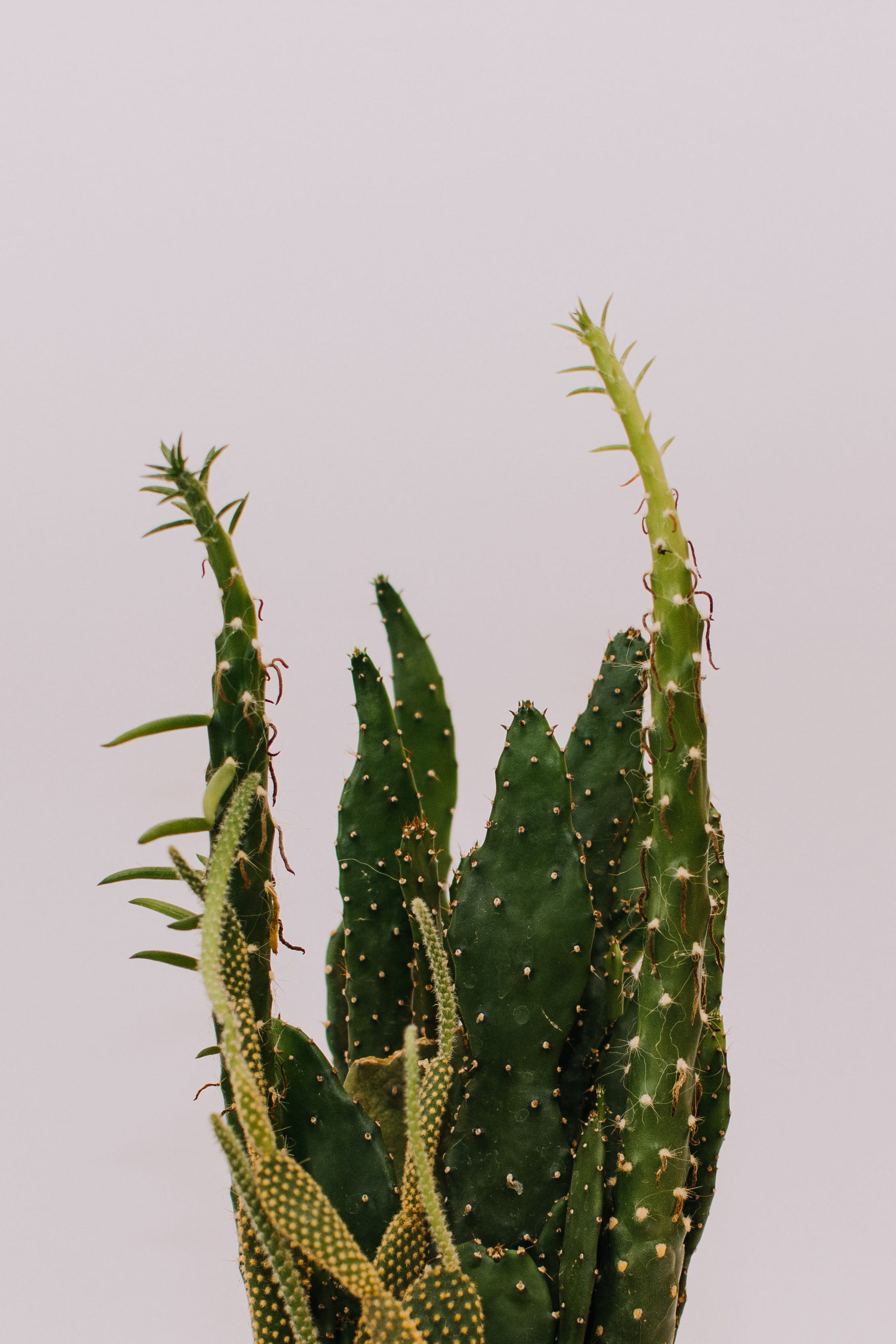 growth, day, cactu, studio, green, catus plant, minimal plant, minimal, cactus, copy space, spiked, clear sky, nikon, plant, minimal decor, interior plant, Phone HD Wallpaper