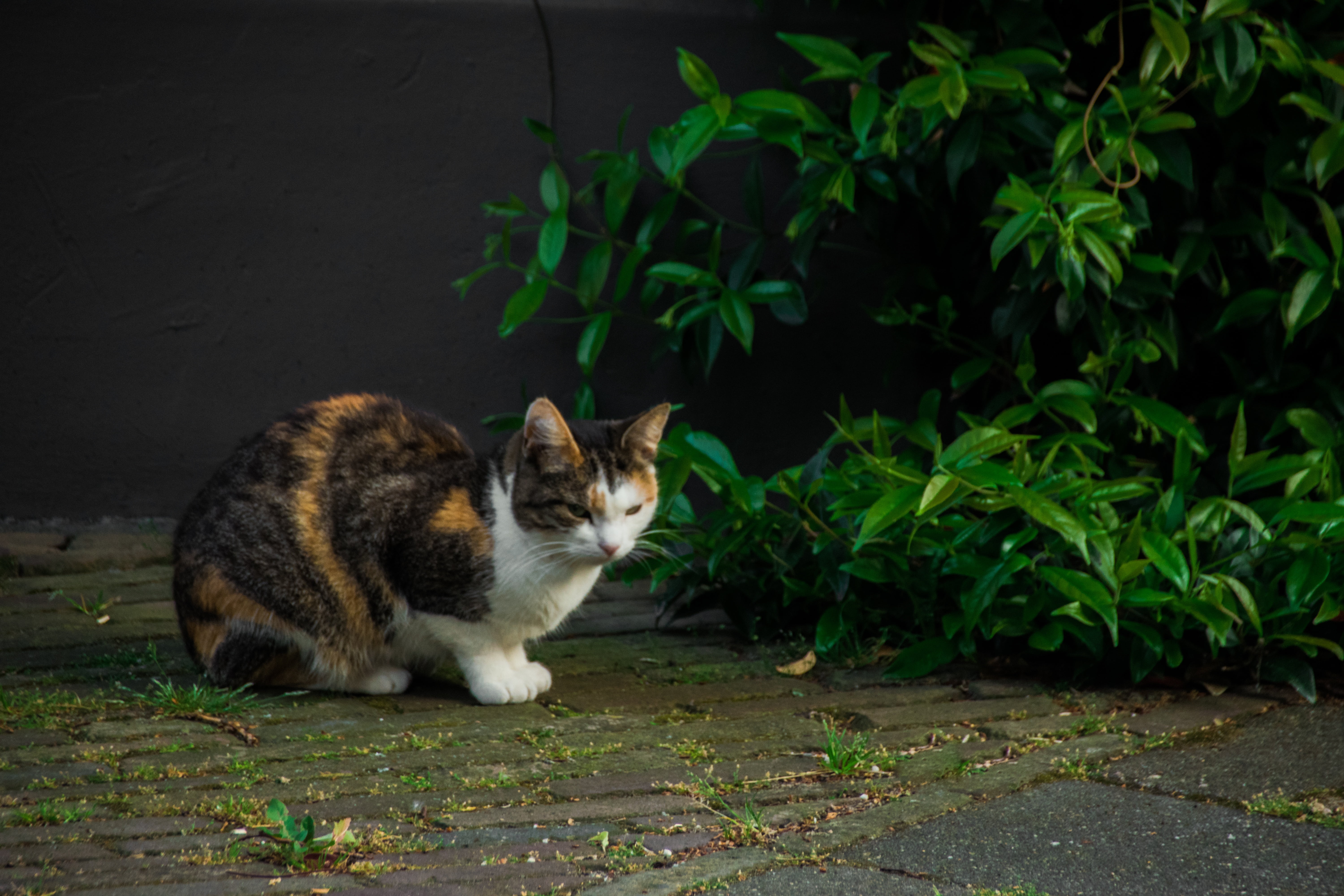 shrubs, no people, plant, animal themes, land, animals, cat, one animal, 5K, felis, animal, domestic animals, vertebrate, plants, feline, full length, HD Wallpaper