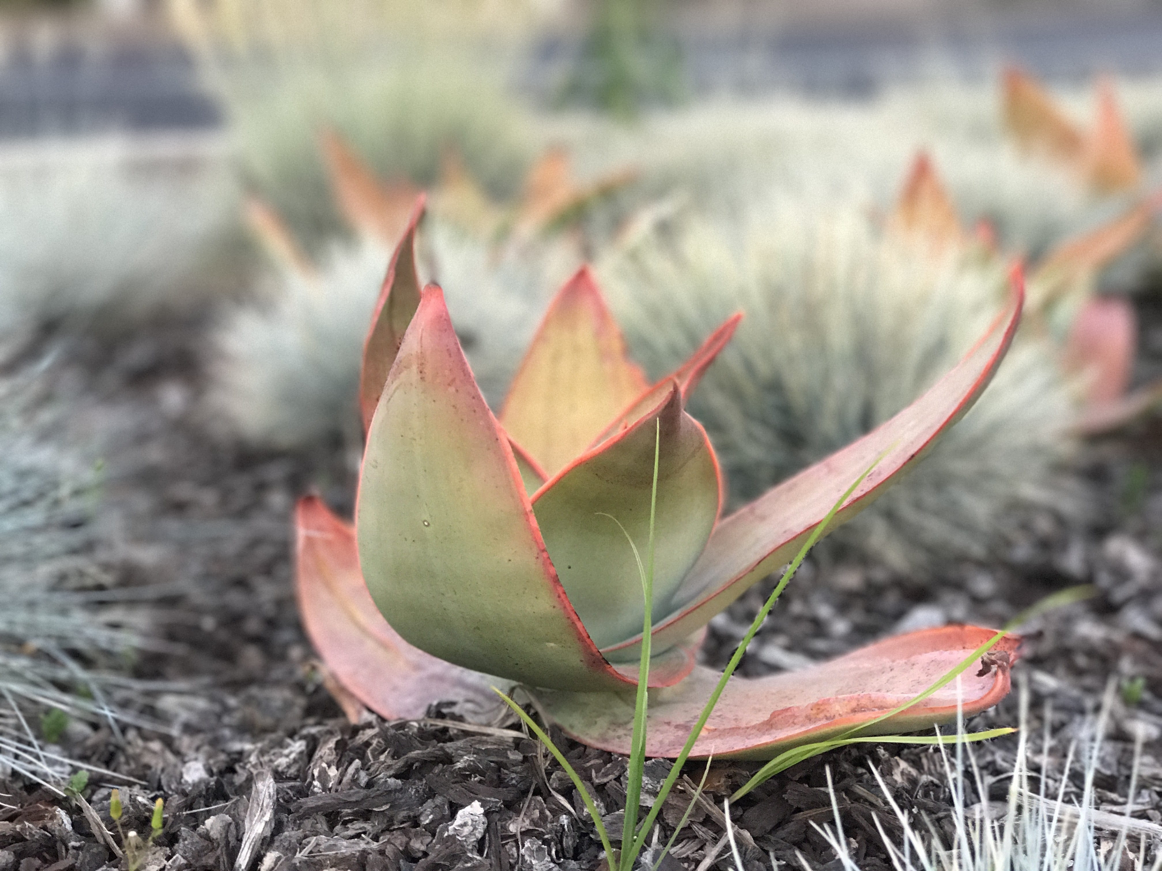 land, nature, tranquility, succulent plant, growth, plant, beauty in nature, autumn, thorn, field, cactus, catus, sedum, focus on foreground, selective focus, HD Wallpaper