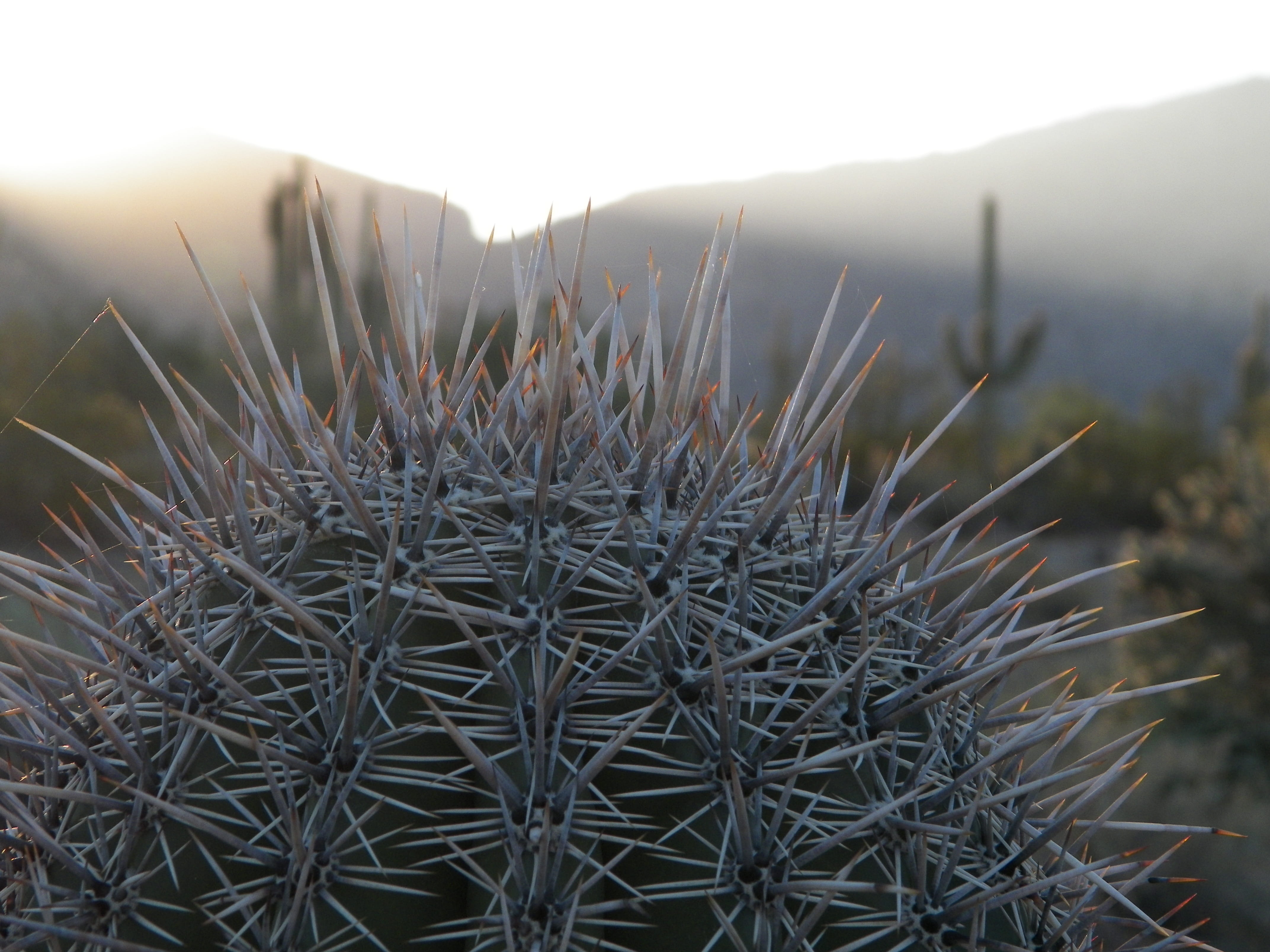 arid climate, nature, clear sky, succulent plant, land, growth, outdoors, Desert, beauty in nature, Cati, cactus, field, mountain, Catus, plant, barrel cactus, HD Wallpaper